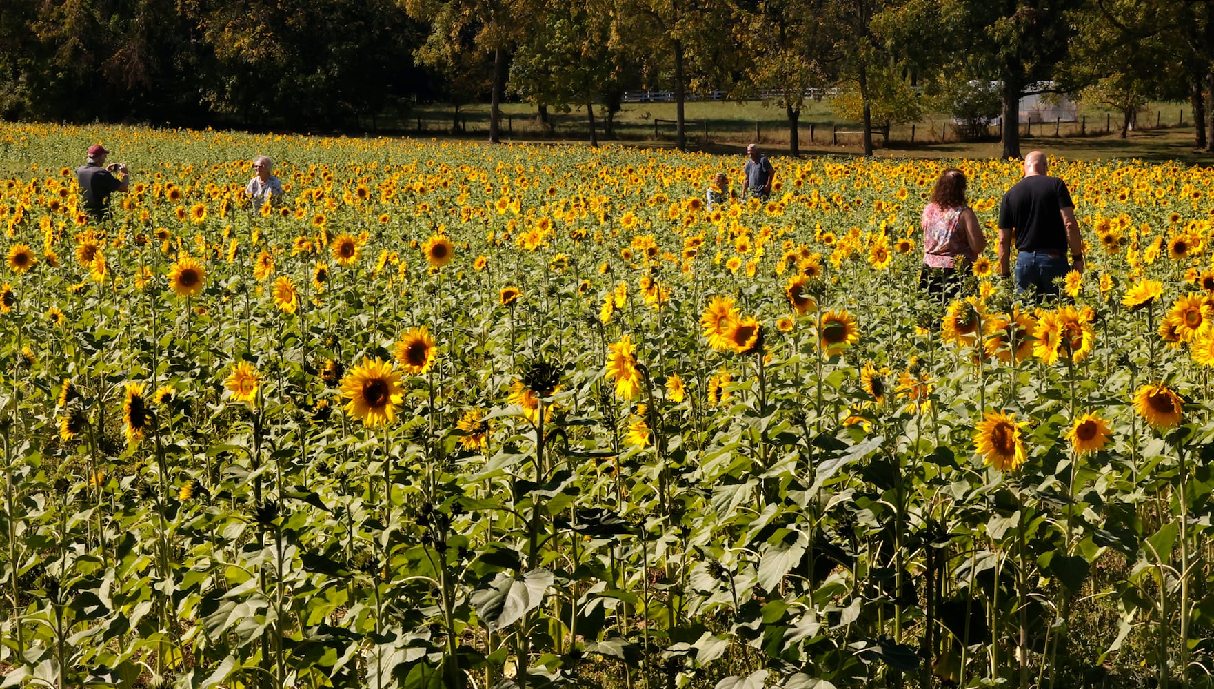 Sunflowers Field SNS