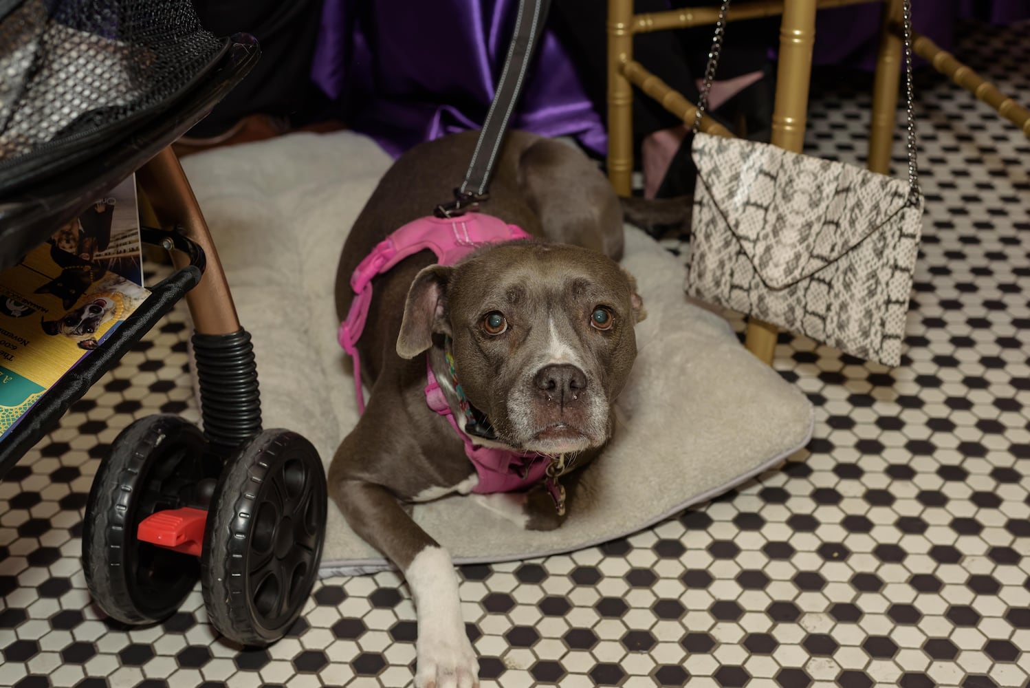 PHOTOS: 2024 Pet Afflaire Gala at the Dayton Arcade