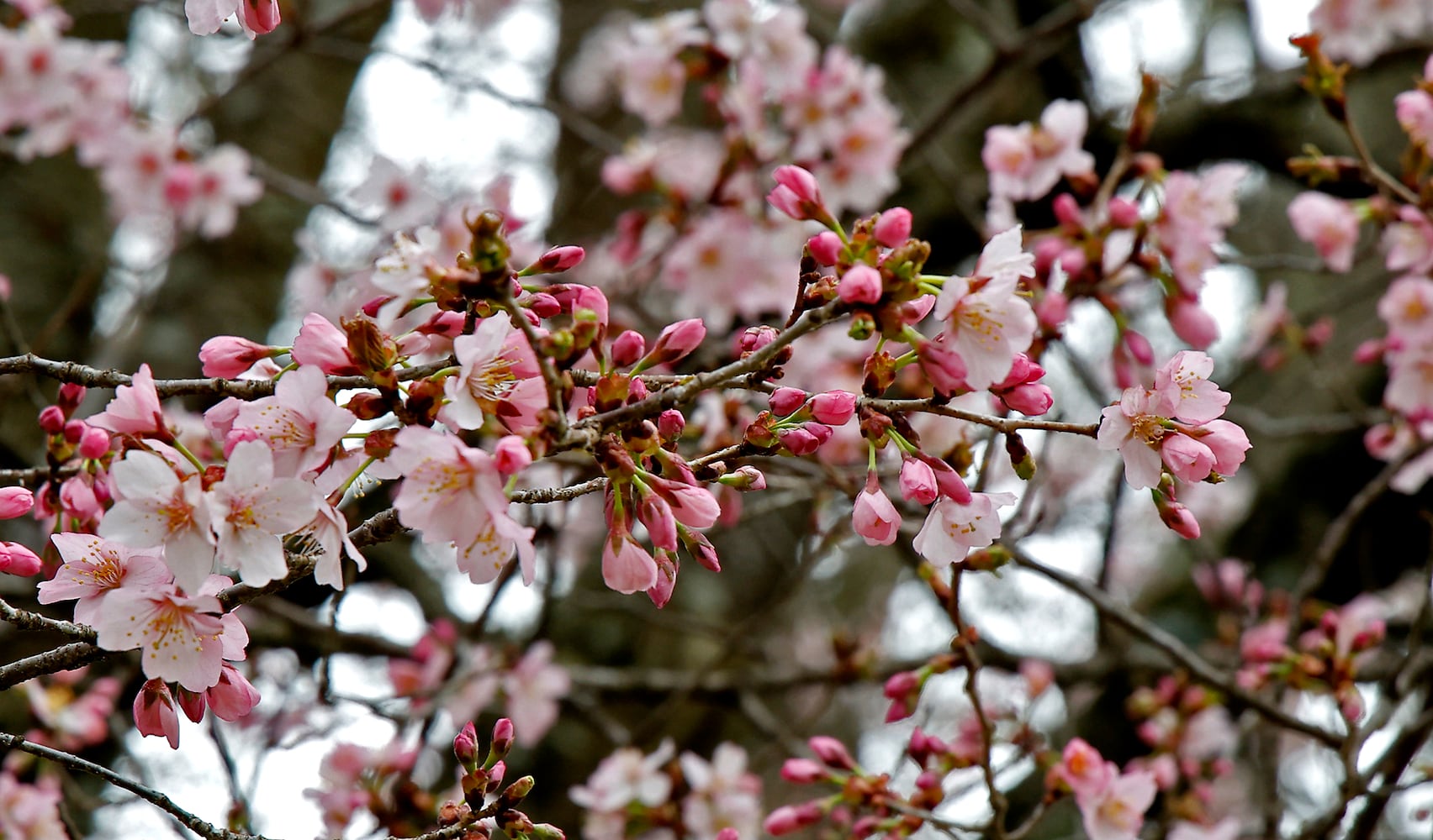 Spring Flowers SNS