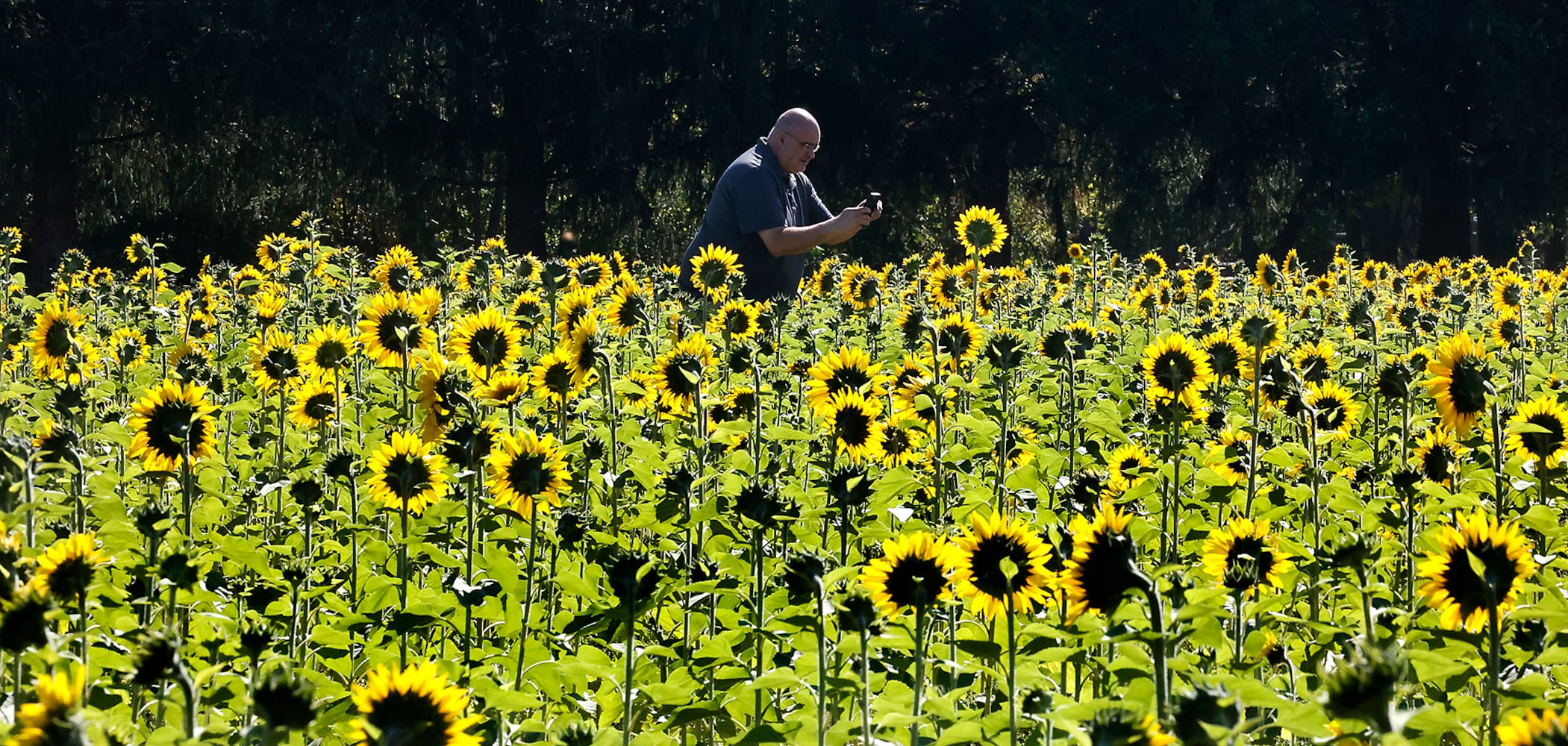 Sunflowers Field SNS