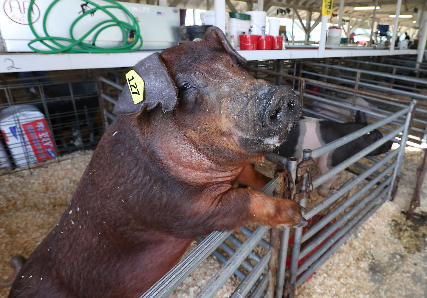 Clark County Fair