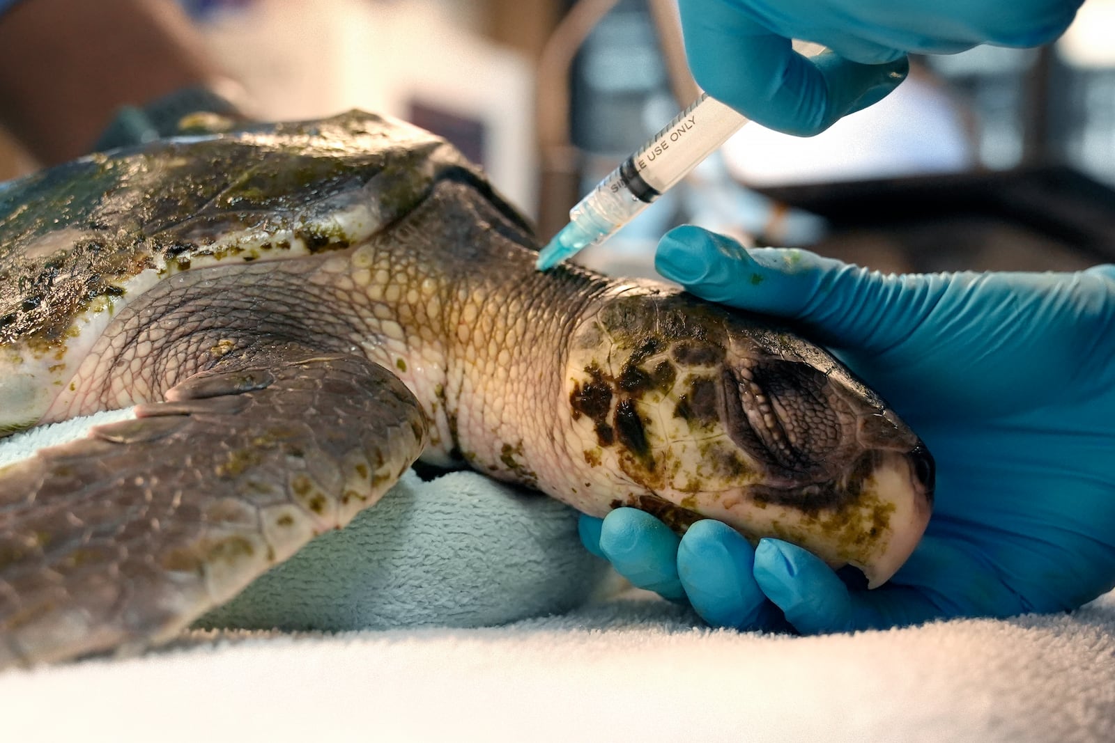 A Kemp's ridley sea turtle has a blood sample drawn at a New England Aquarium marine animal rehabilitation facility, in Quincy, Mass., Tuesday, Dec. 3, 2024. (AP Photo/Steven Senne)