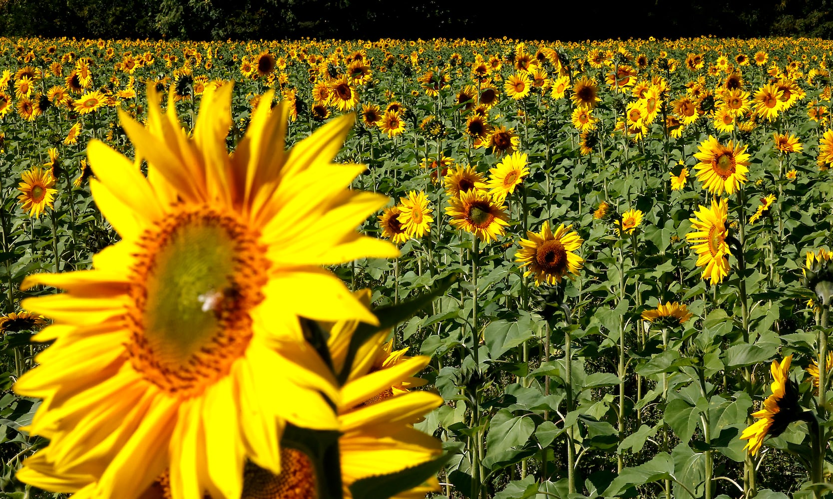 Sunflowers Field SNS