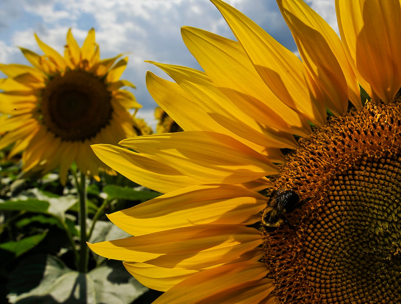 Yellow Springs Sunflowers