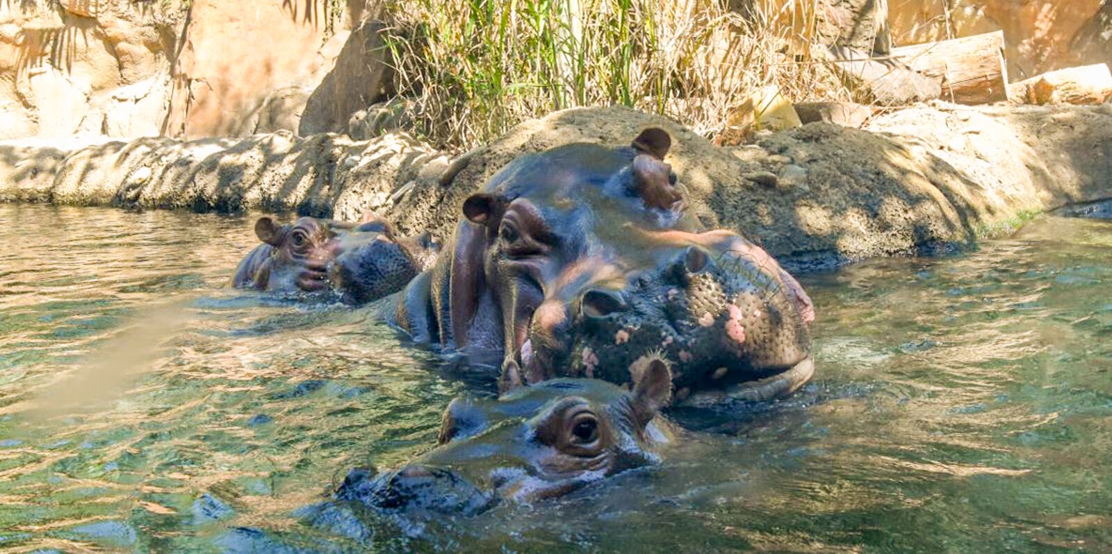 Fiona the hippo and her mother, Bibi – possibly the most charismatic Cincinnatians ever – got off on the right foot with their new roommate, Tucker in 2021. WCPO