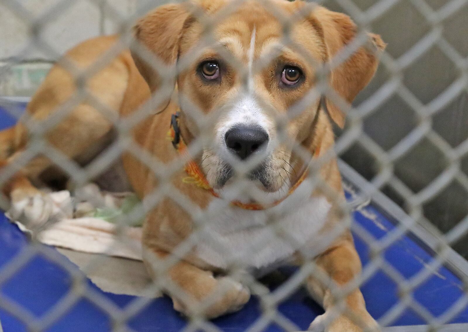 One of the dogs up for adoption at the Clark County Dog Shelter Thursday, July 14, 2022. BILL LACKEY/STAFF