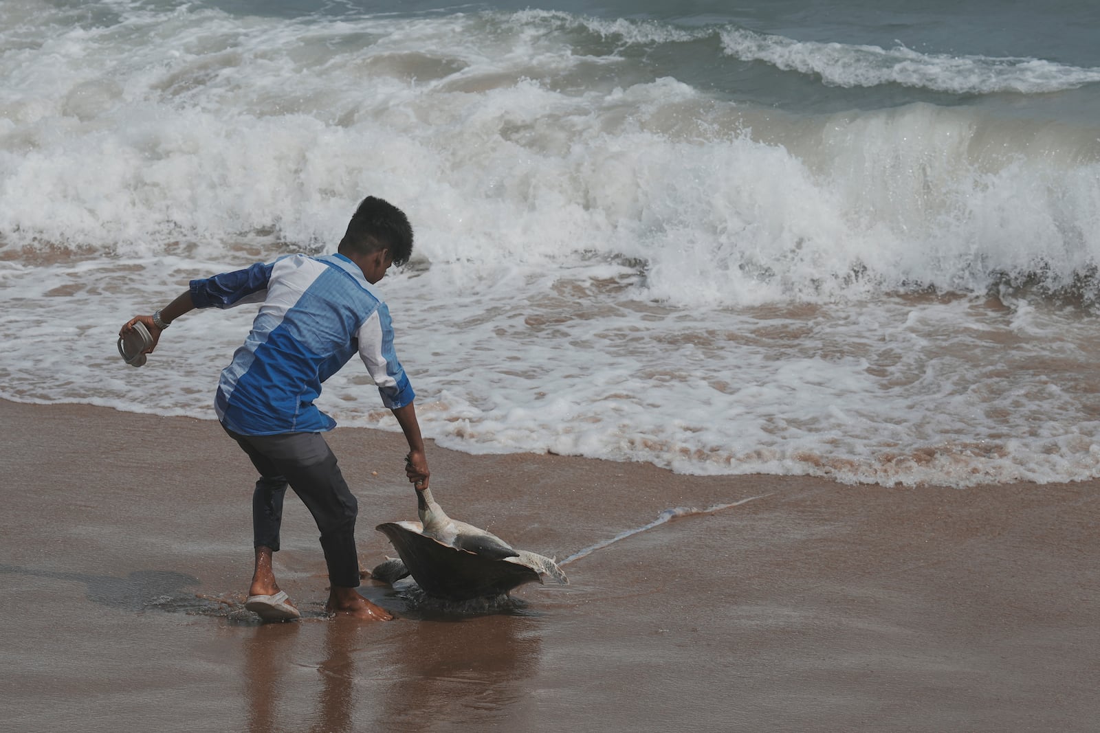 A boy pulls a carcass of an endangered Olive Ridley turtle washed ashore at Marina beach in Chennai, India, Wednesday, Jan.22, 2025. (AP Photo/Mahesh Kumar A.)