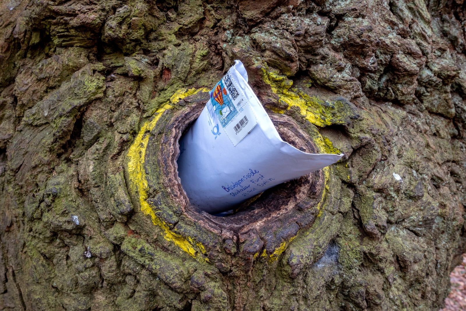 A letter posted in a hole in the Bridegroom's Oak which has a famous knothole that has been used as a mailbox since 1892, in Dodau forest, near Eutin, northern Germany, Saturday, March 1, 2025. (AP Photo/Michael Probst)