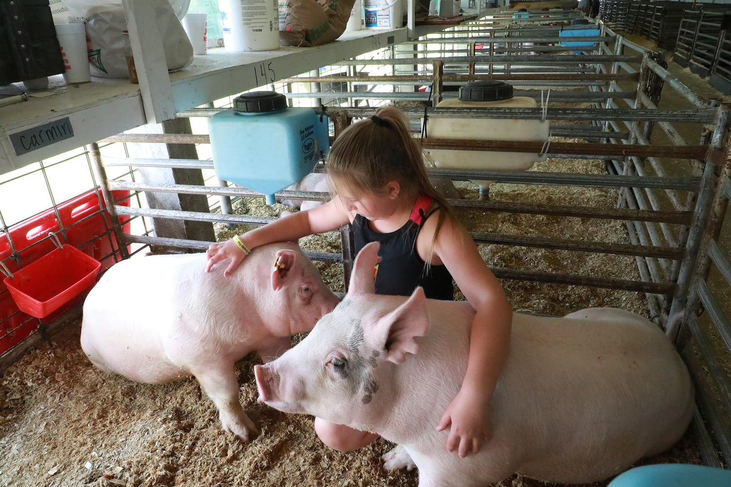 85 PHOTOS: 2019 Clark County Fair