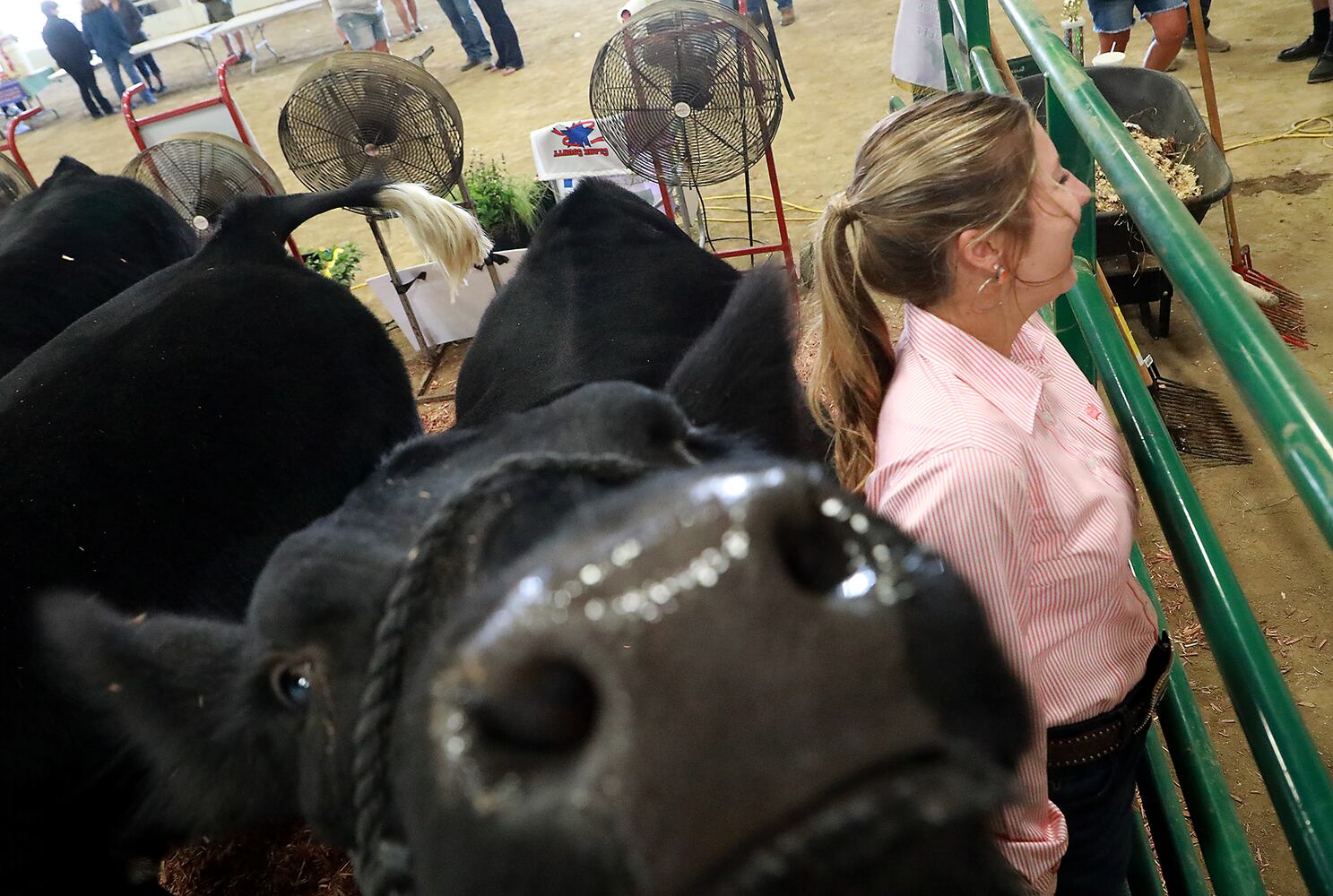 85 PHOTOS: 2019 Clark County Fair