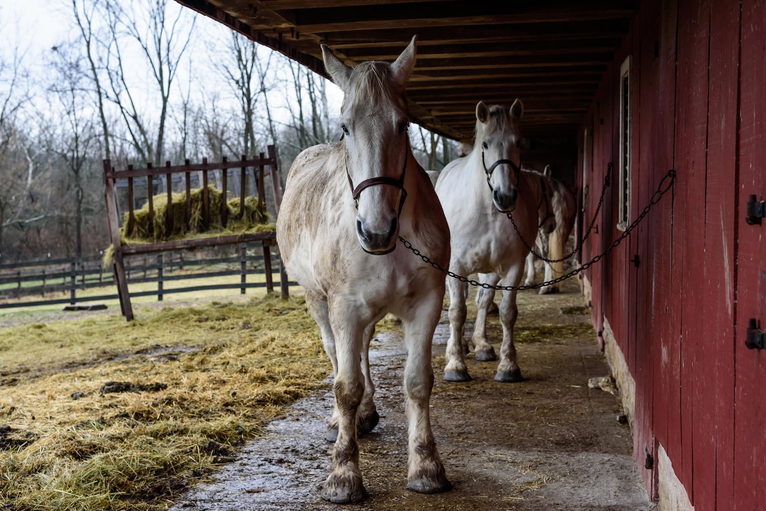 PHOTOS: Christmas on the Farm 2024 @ Carriage Hill MetroPark