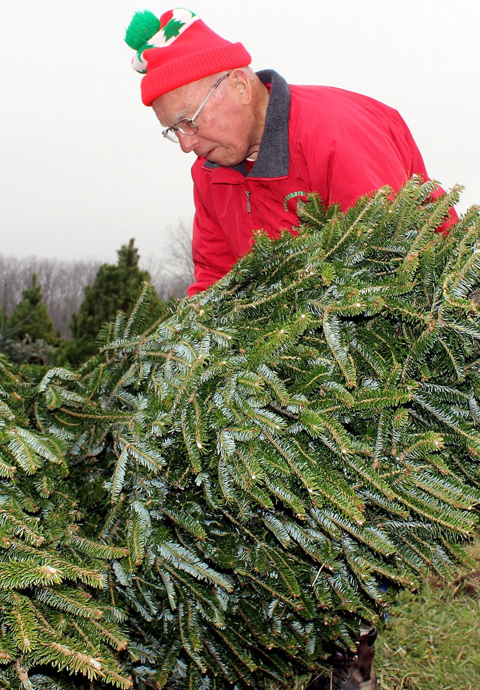 Carl Young of Carl and Dorothy Young’s Christmas Tree Farm outside Yellow Springs looks over one of the Christmas trees that are for sale this year. A fungus infecting some trees around the country this year has not infected trees on his farm or other area farms. JEFF GUERINI / STAFF