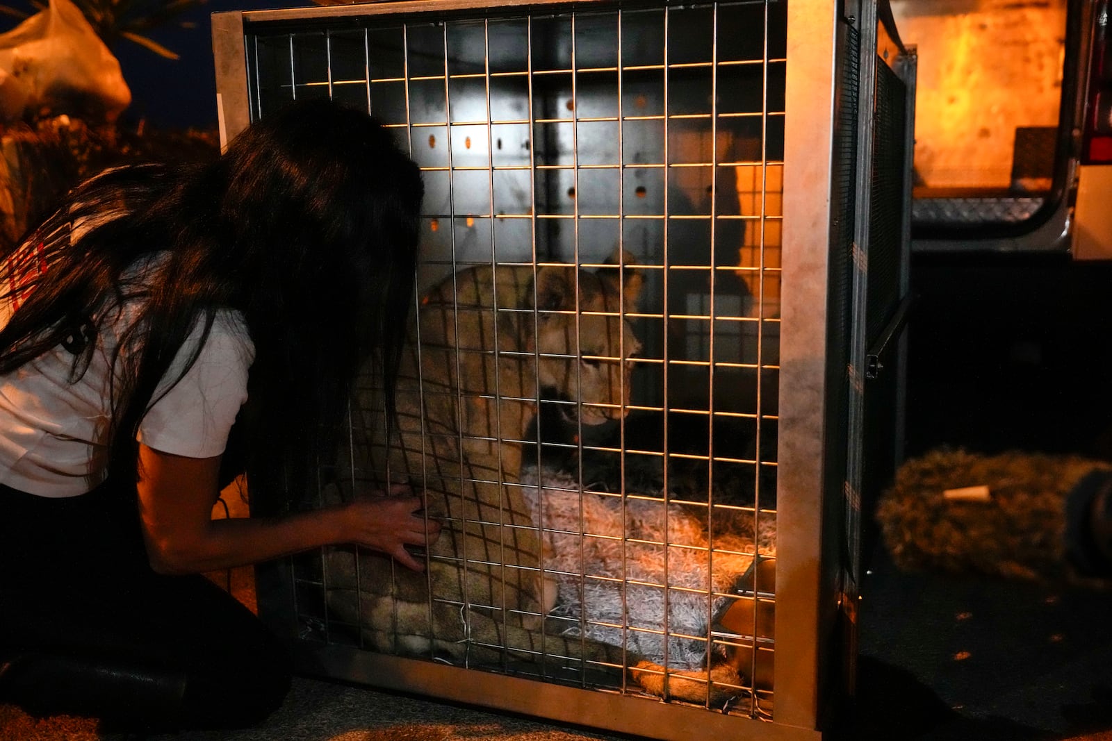 Sara the lion cub sits in a crate before being loaded on a yacht at the Dbayeh sea port, north of Beirut, Lebanon, Thursday, Nov. 14, 2024. (AP Photo/Hassan Ammar)