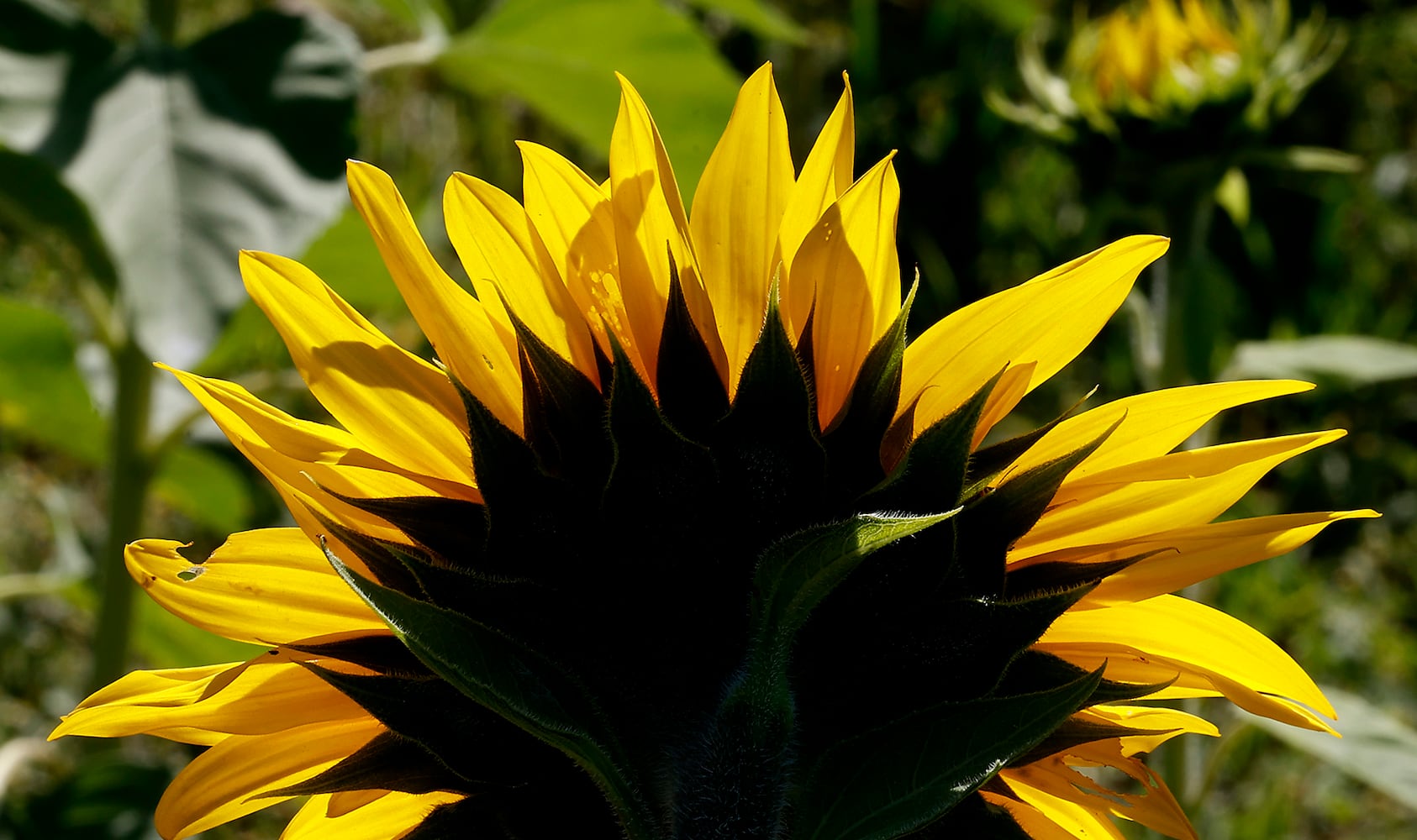 Sunflowers Field SNS