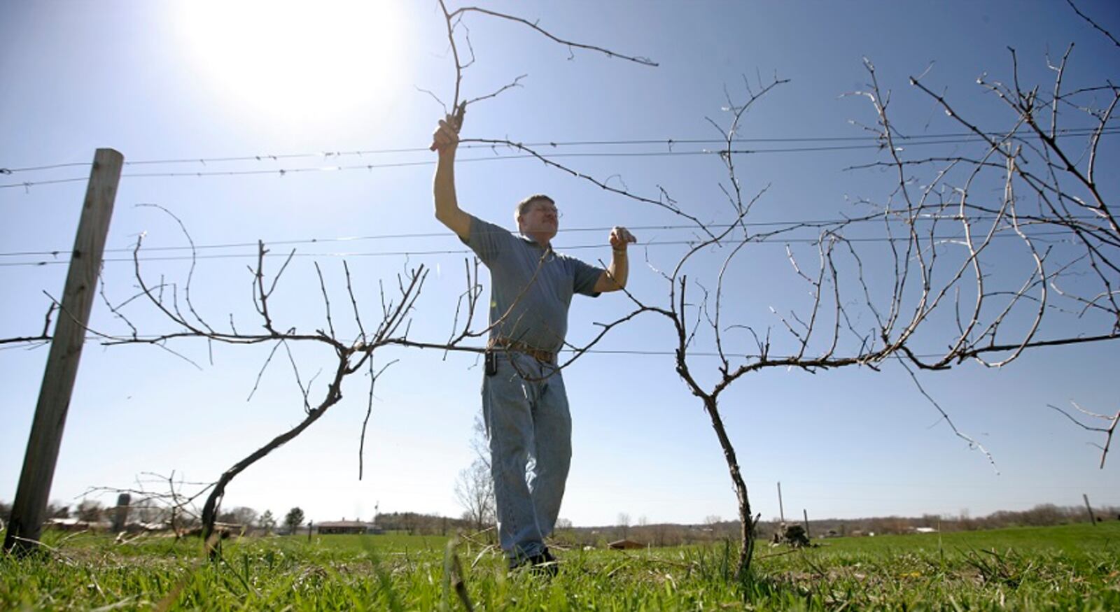 In this file photo from 2009, Jim Brandeberry prunes grapevines at his Brandeberry Winery in Clark County.