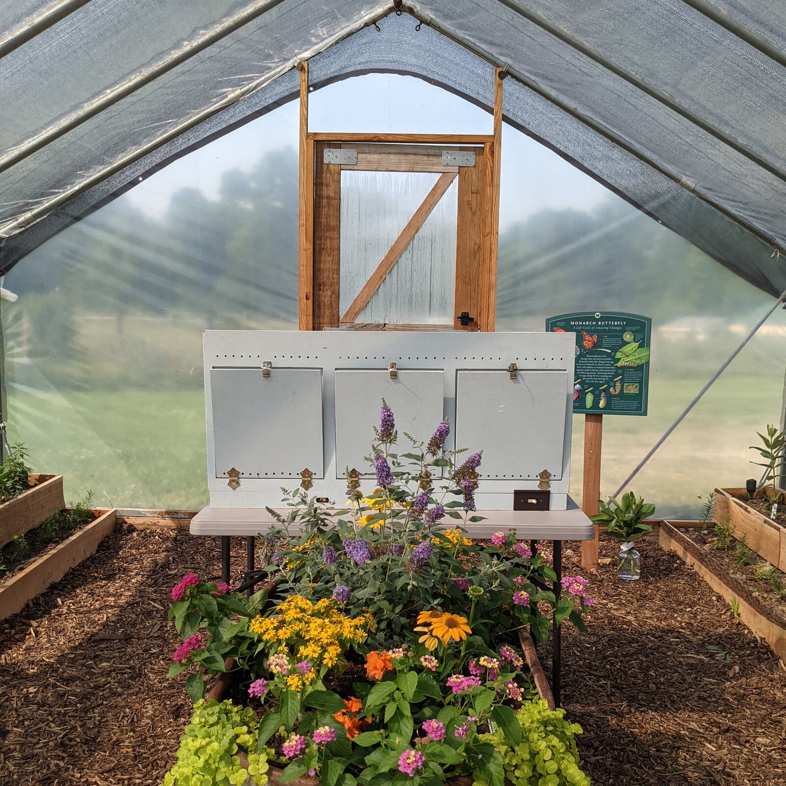 A crop of butterflies will hatch in Aullwood Audubon’s new Monarch House. It is filled with nectar flowers and a dozen types of milkweed plants – native and exotic species – and is home to 35 caterpillars.  CONTRIBUTED PHOTO / AULLWOOD AUDUBON