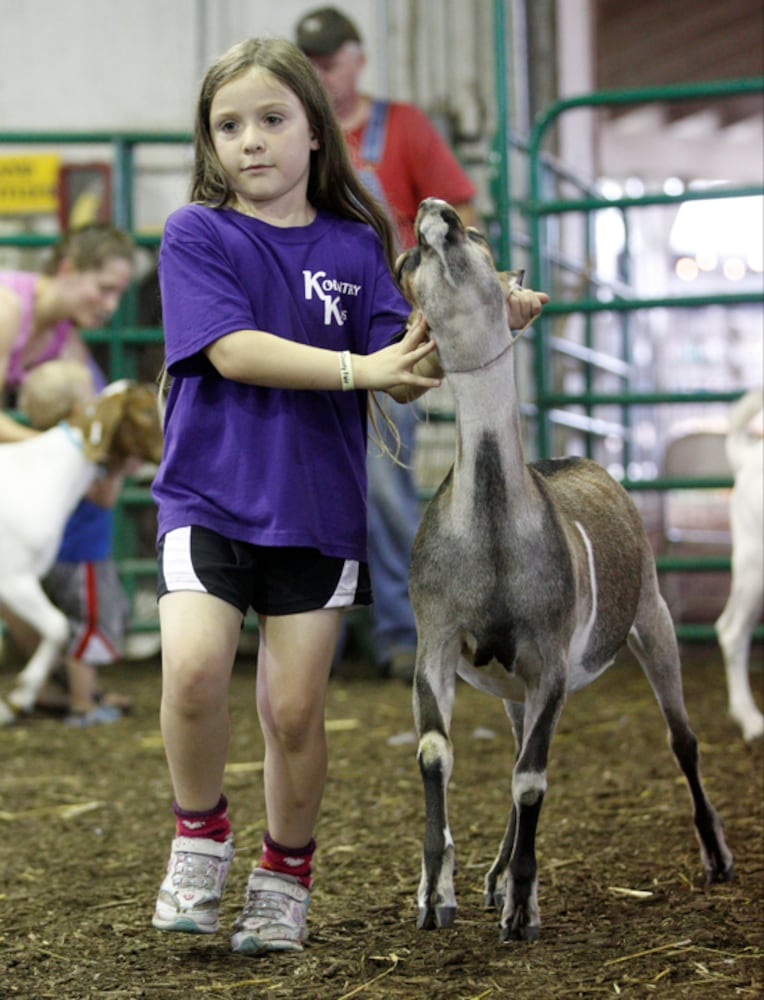 Pee Wee Goat Showmanship - Clark County Fair