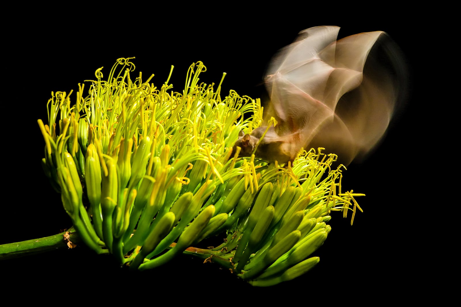 A Mexican long-nosed bat (Leptonycteris nivalis) feeds on the nectar of a blooming agave in Nuevo León, Mexico, in July 2022. (Chris Galloway/Horizonline Pictures/Bat Conservation International via AP)