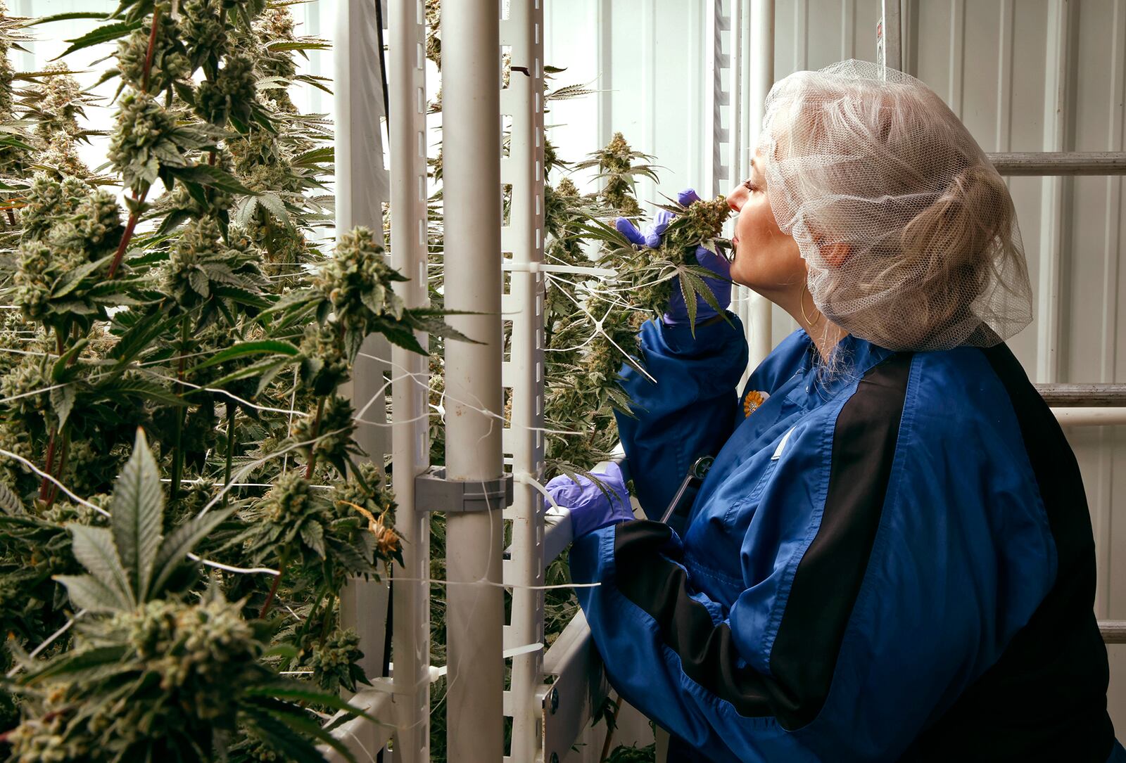 Tracey McMillin, Chief Operating Officer for Pure Ohio Wellness, smells the flowering cannabis plants growning in their cultivation center in Clark County Monday, Dec. 5, 2023. BILL LACKEY/STAFF