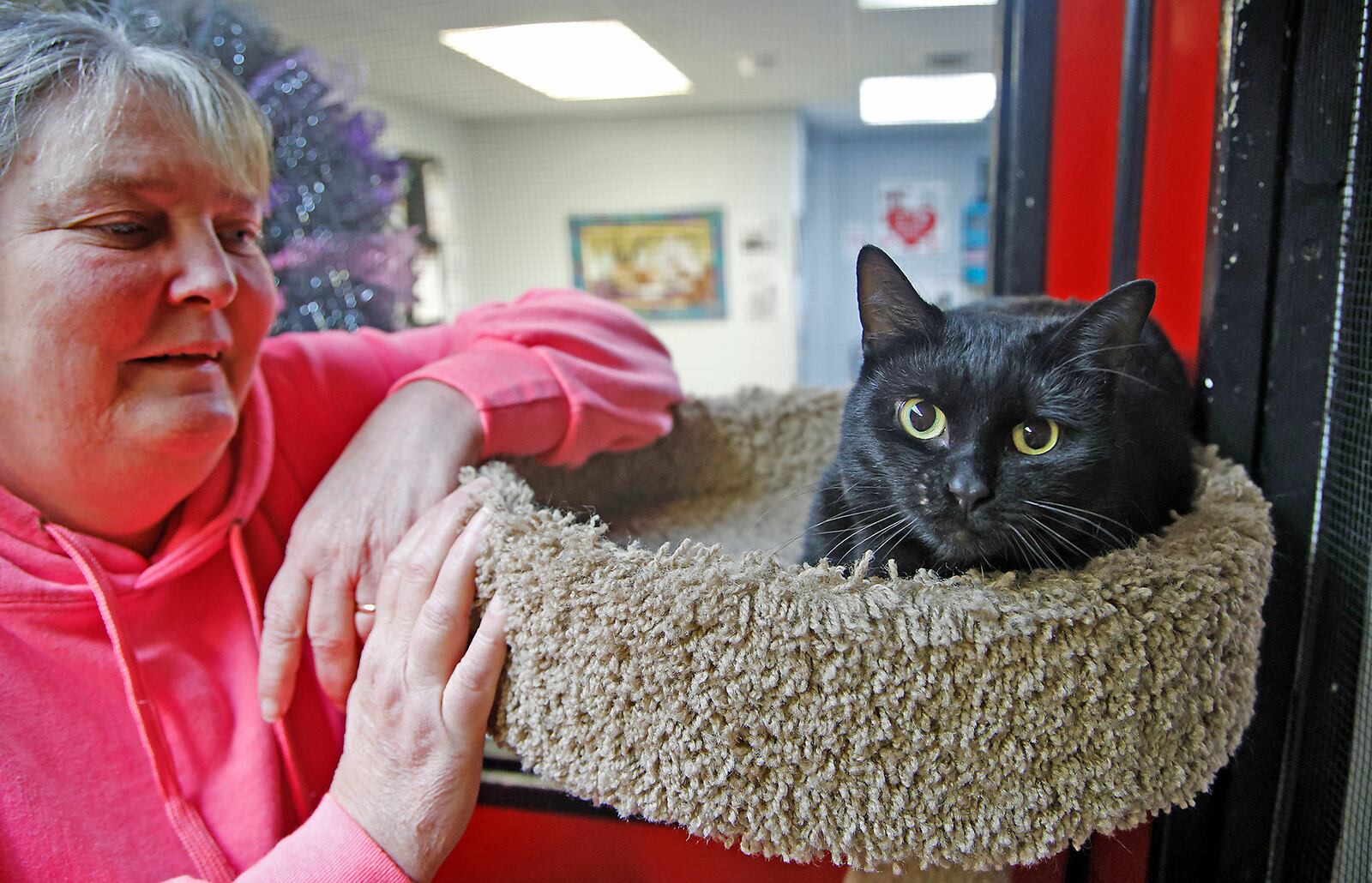 Krissi Hawke, president of the Clark County SPCA, plays with "Midnight" is the cat room at the SPCA. "Midnight" is up for adoption at the SPCA Thursday, Jan. 11, 2024. BILL LACKEY/STAFF