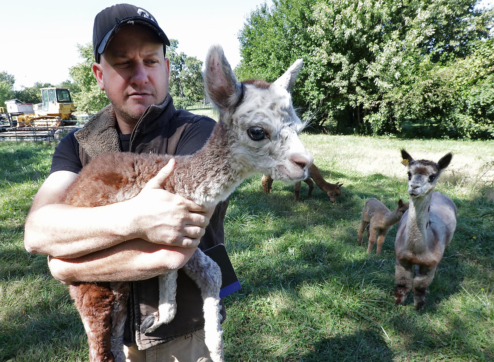 Caleb Hilty holds a 3-week-old baby alpaca as its mother watches closely in the background at Holdfast Alpaca Farm Friday. This will be the second year the farm has participated in National Alpaca Farm Day this weekend. BILL LACKEY/STAFF