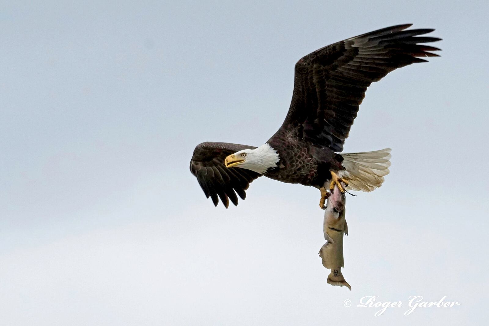 Orv, one of Carillon Historical Park's resident bald eagles, carries a catfish to the nest in March 2021 to feed his new family. PHOTO COURTESY OF ROGER GARBER