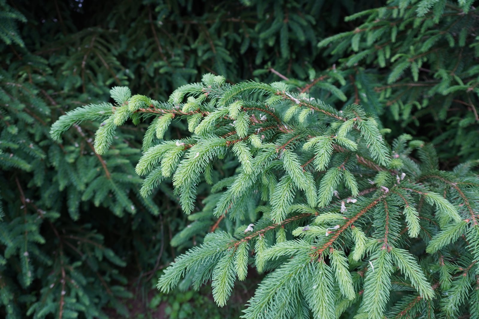 Spruces have buds or new growth (light green foliage) up and down the branches as opposed to pines.