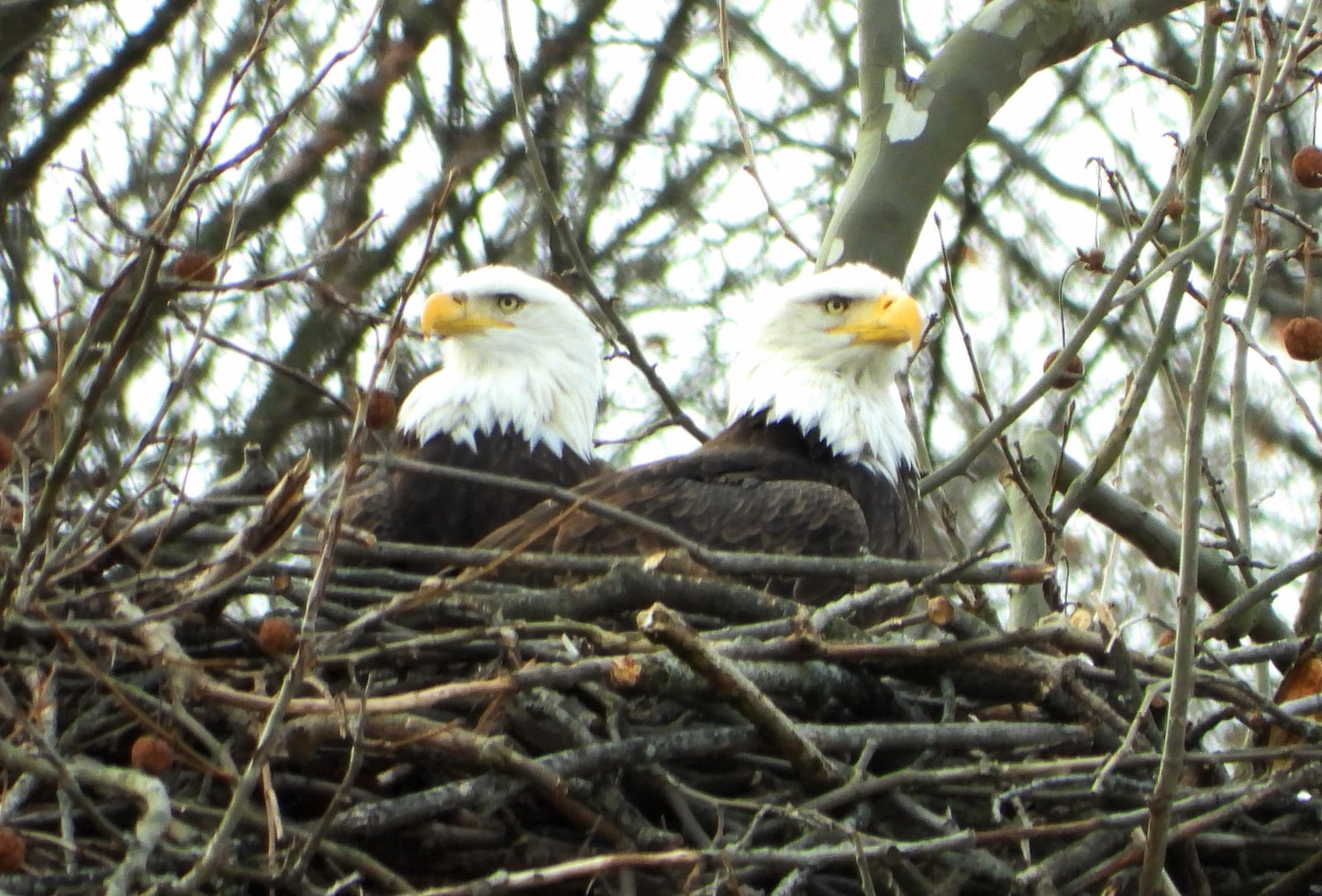 Orv and Willa, Carillon Historical Park's bald eagles, photographed early in 2020 in their nest, a sign that an egg is on the way. Jim Weller, founder of the Eastwood Eagle Watchers, believes two eaglets have hatched in March, 2020. PHOTO COURTESY OF JIM WELLER