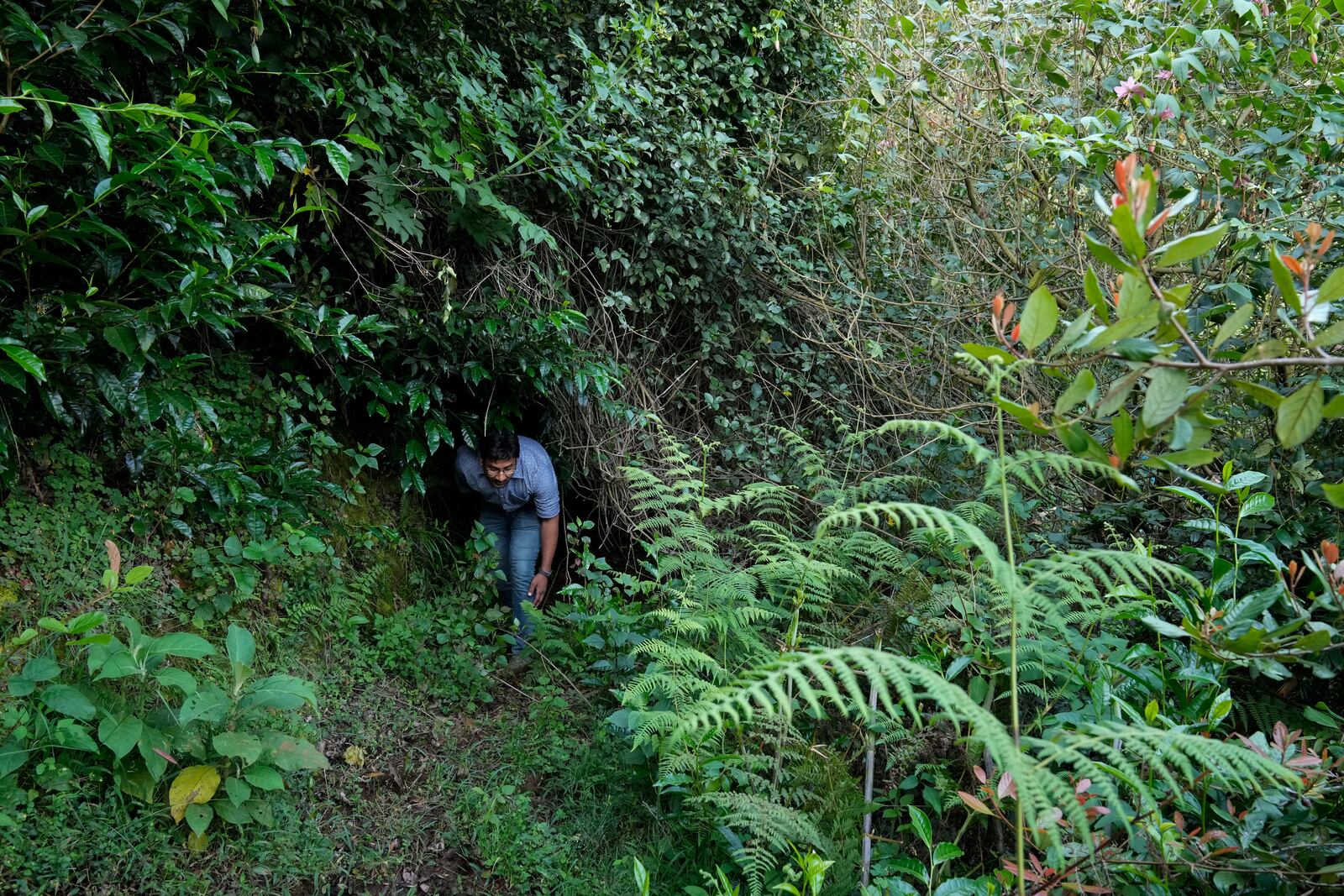 Godwin Vasanth Bosco, a naturalist and restoration practitioner, passes through native trees planted by him 10 years ago in Nilgiris district, India, Wednesday, Sept. 25, 2024. (AP Photo/Aijaz Rahi)