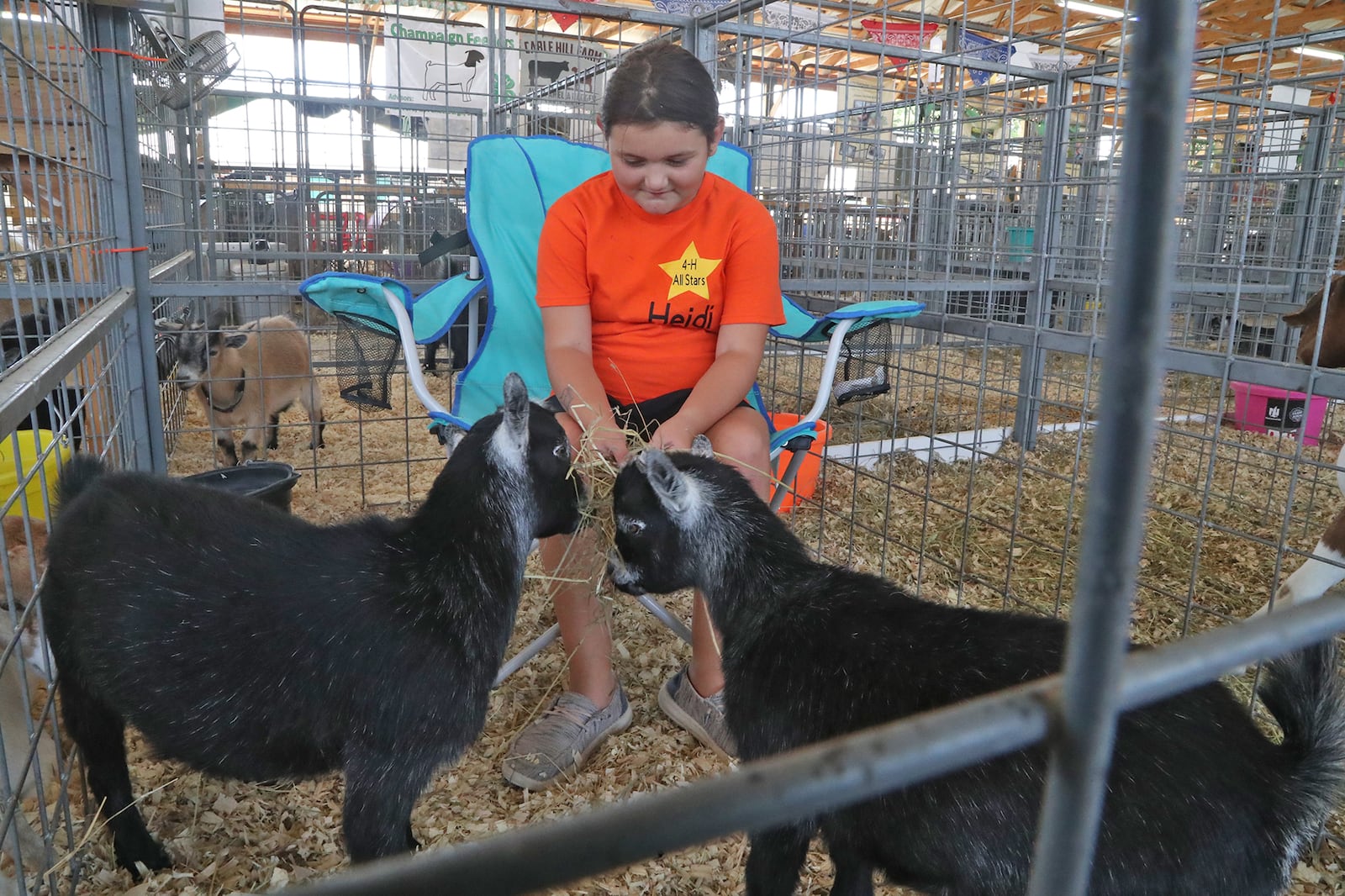 Heidi Keene, 9, feeds her pygmy goats a snack as she sits in the pen with them Thursday. BILL LACKEY/STAFF