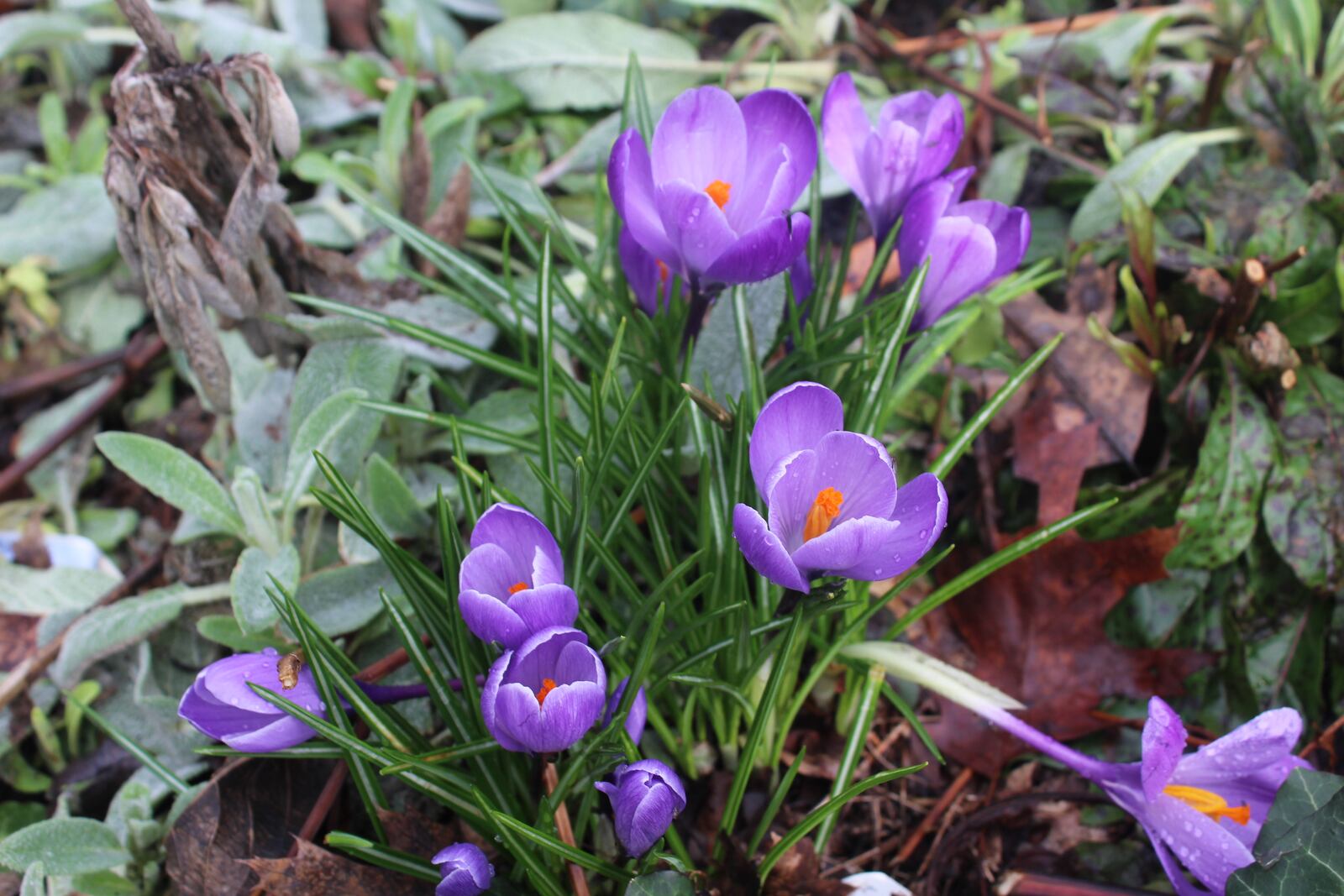 The colors of spring are beginning to show themselves in writer Amelia Robinson's yard.