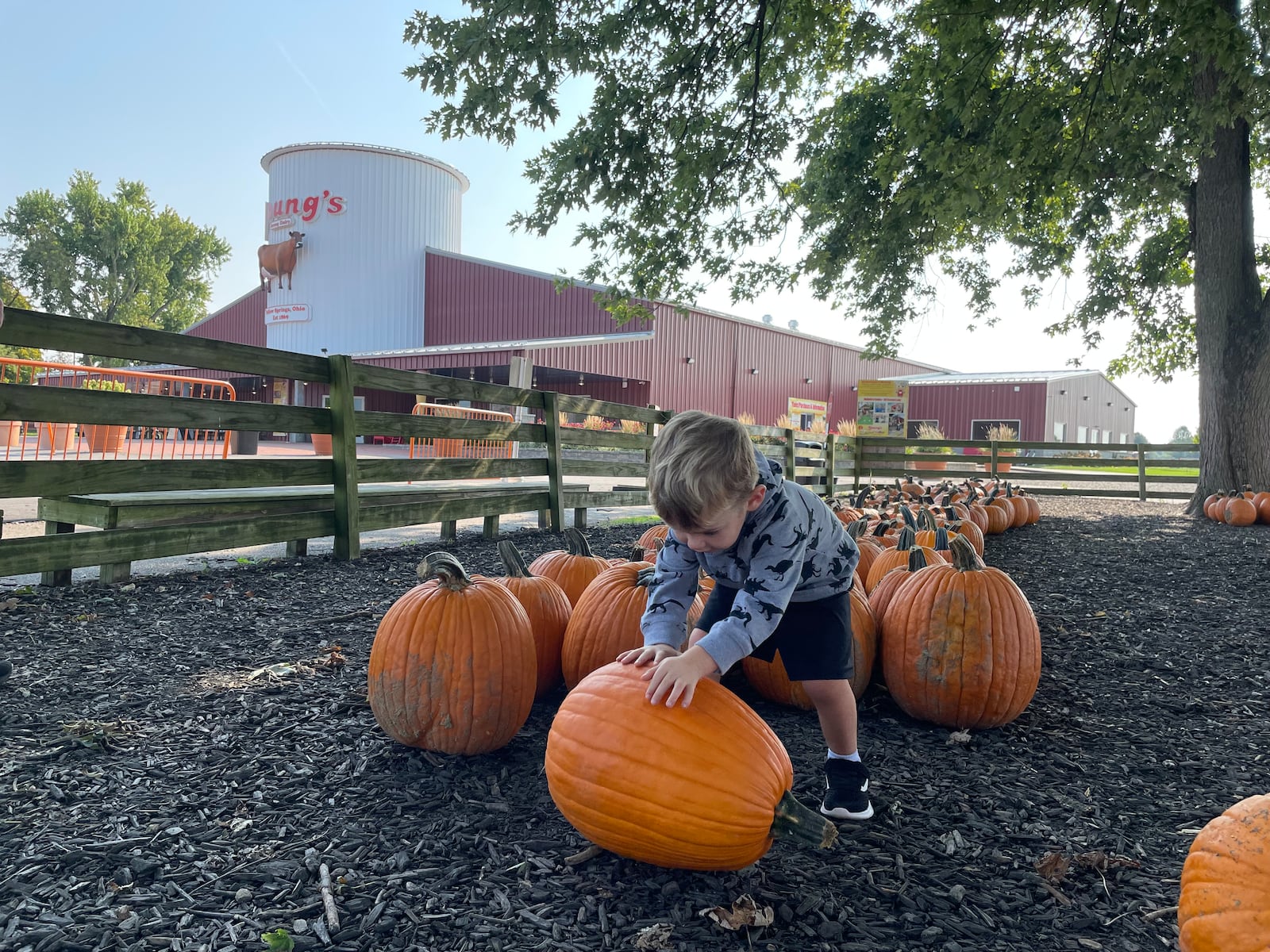 Henry Petty of Urbana plays with the pumpkins at Young’s Jersey Dairy on Thursday.