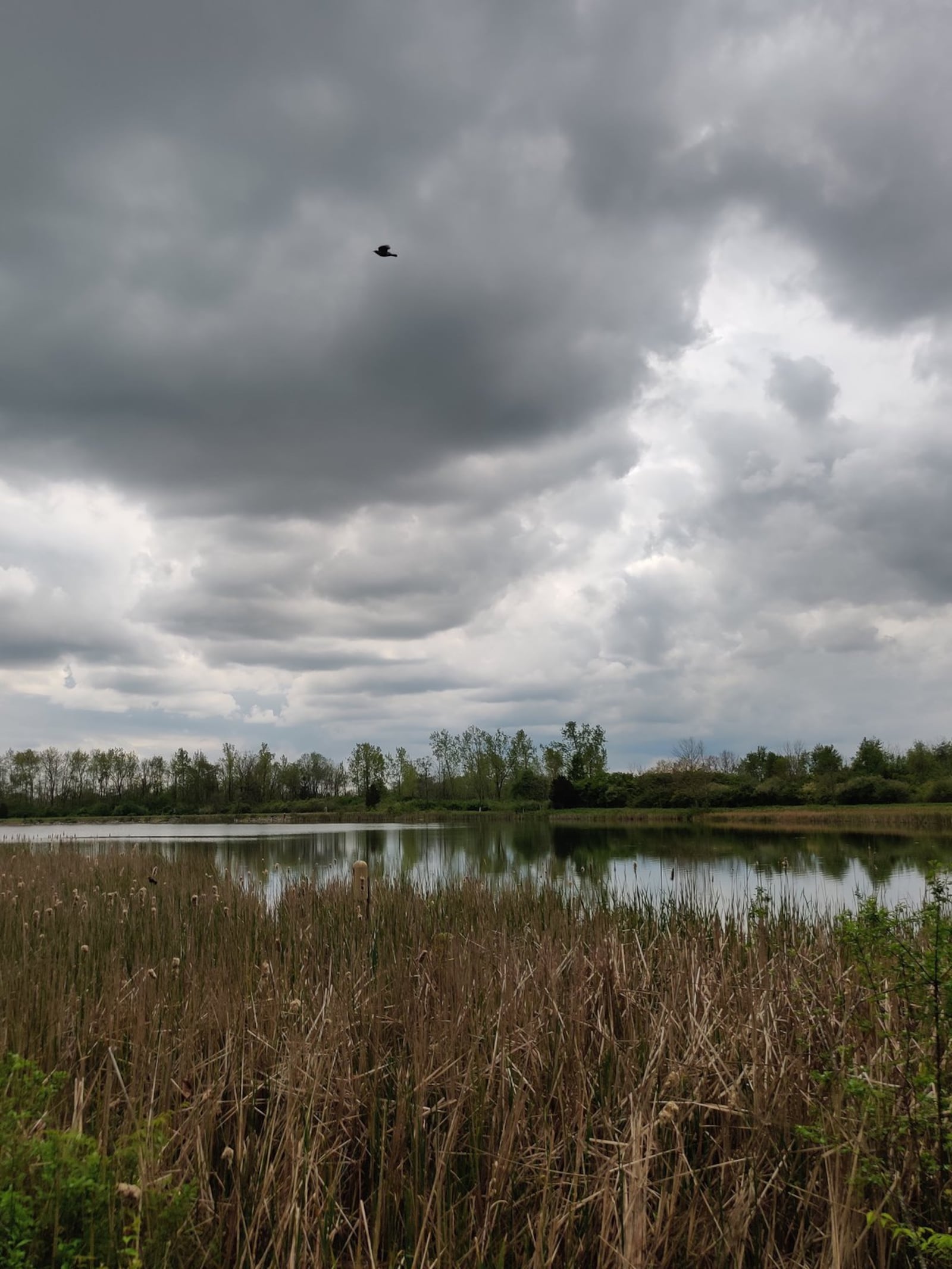 Possum Creek MetroPark features prairies, ponds and remnants of a 1920s amusement park. Source: Photo courtesy of Lauren Lemons/Five Rivers MetroParks.