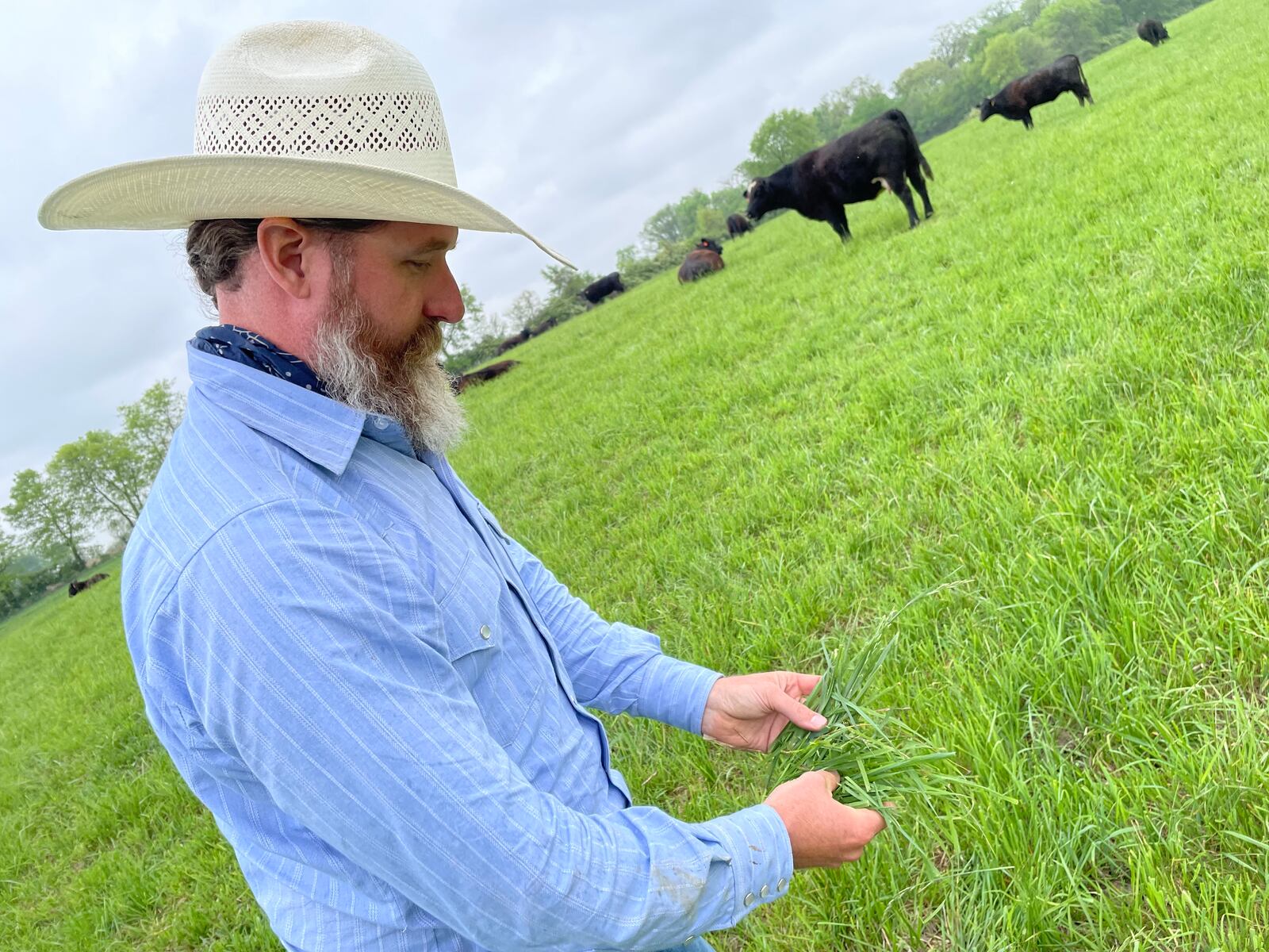 All cows at Honey Creek Beef are fed grass that is grown at the farm. It's a mix of orchard grass, perennial ryegrass, Kentucky bluegrass and Timothy grass. NATALIE JONES/STAFF