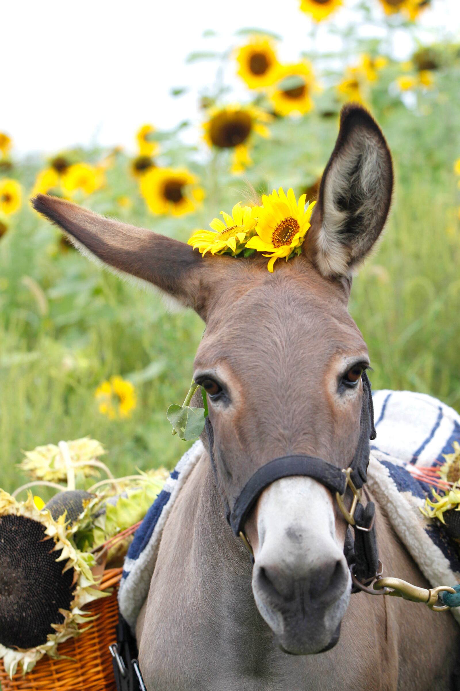 Four acres of sunflowers are a warm welcome for visitors to Possum Creek MetroPark. "Miss Cuervo," the park's guard donkey, wears some of the blooms on her head.  LISA POWELL / STAFF