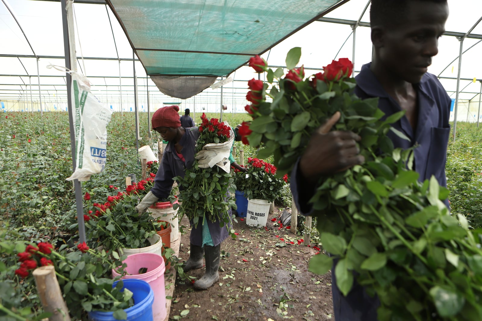 Workers pick roses at Isinya Roses Limited - Porini Flower farm in Kajiado County, Kenya Friday, Feb. 7, 2025. (AP Photo/Andrew Kasuku)