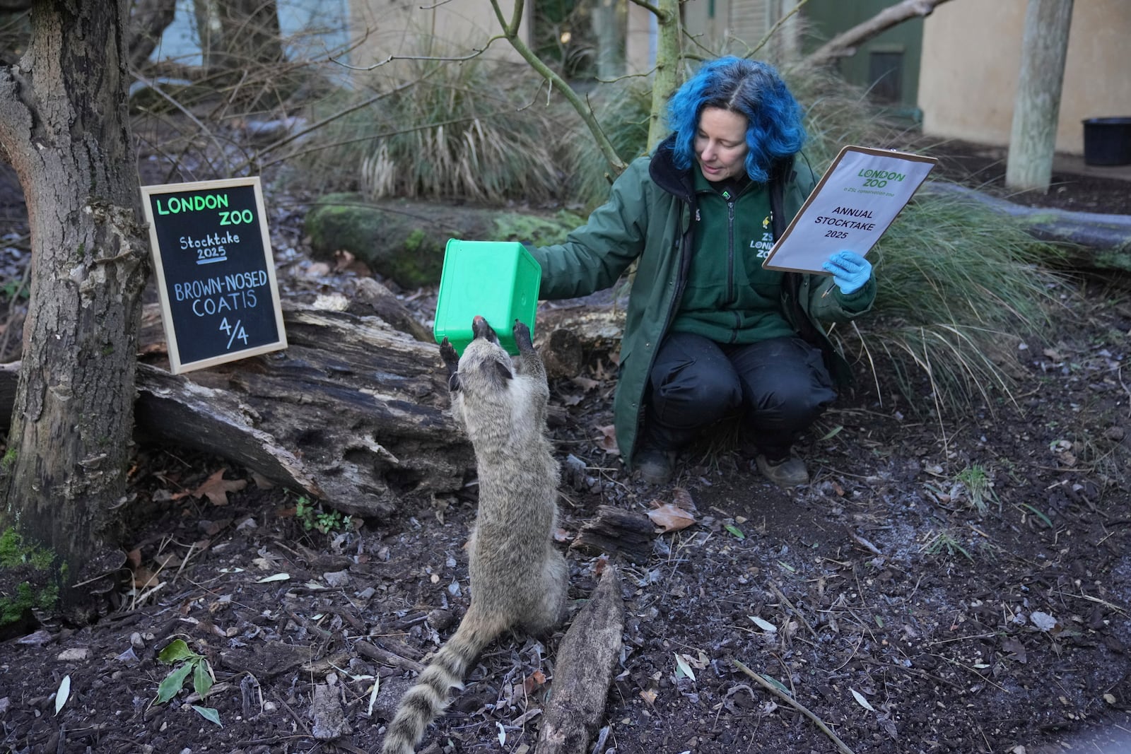 A zoo keeper counts brown-nosed coatis during the annual stocktake at London Zoo in London, Friday, Jan. 3, 2025. (AP Photo/Kin Cheung)