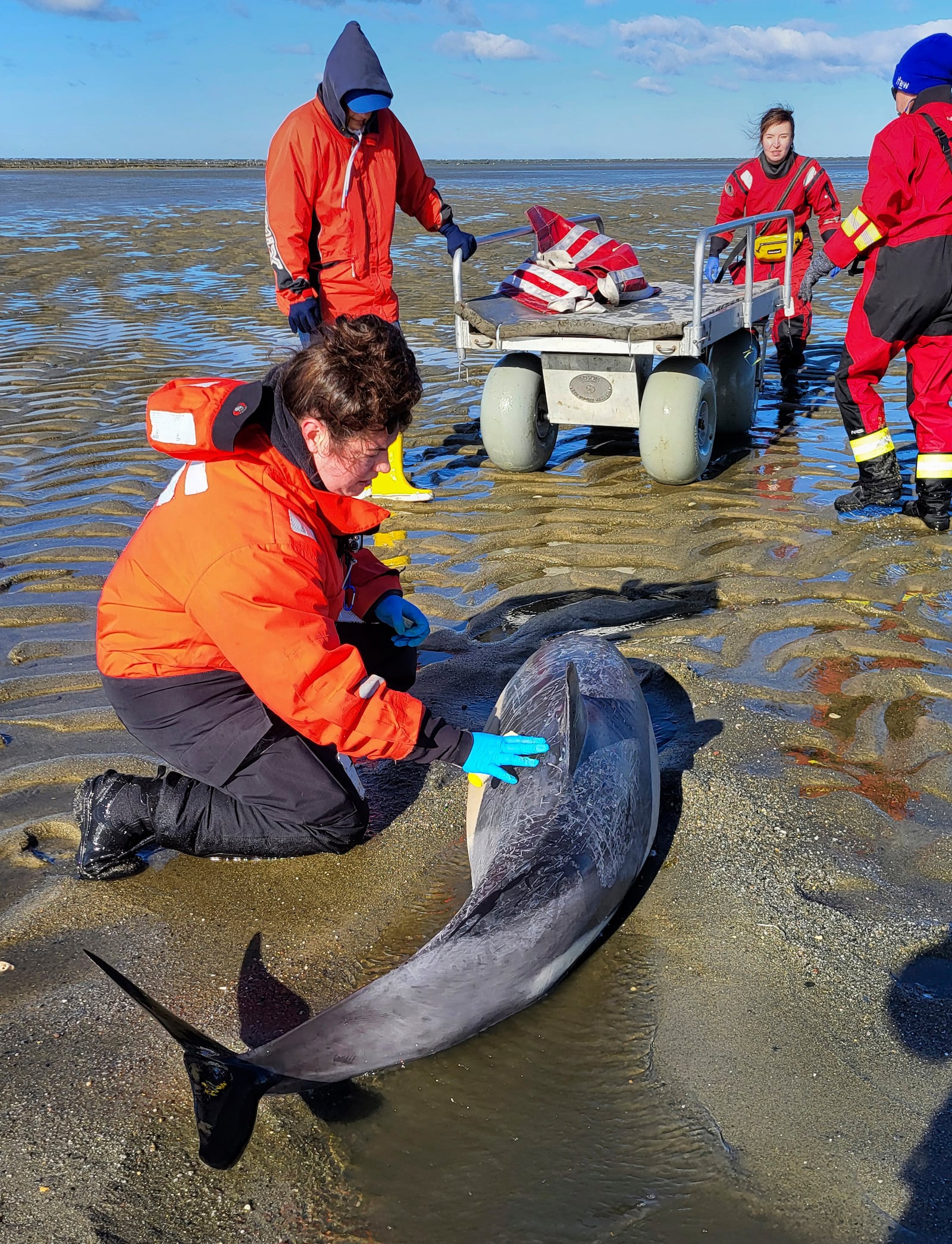 In this image provided by the International Fund for Animal Welfare, a stranded dolphin is attended to near Skaket Beach, Orleans, Nov. 9, 2024, in Orleans, Mass. An unprecedentedly bad year for beached dolphins on Cape Cod might have to do with warming waters changing the availability of the animals' food, said scientists hoping to curb the strandings. (International Fund for Animal Welfare via AP)