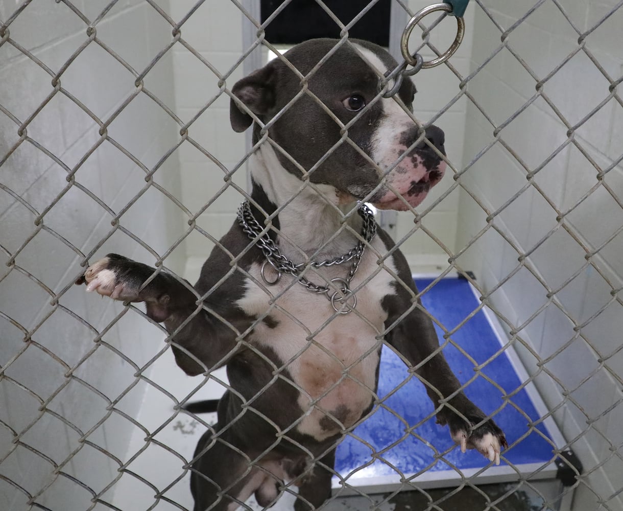 PHOTOS: Dogs at the Clark County Dog Shelter