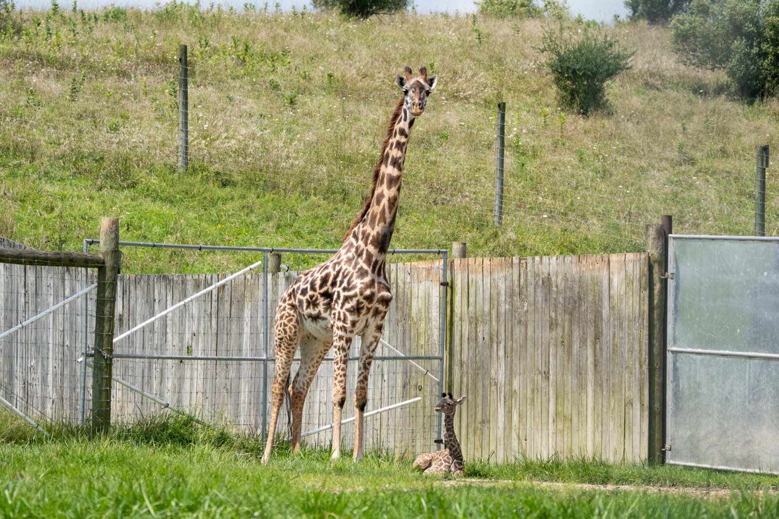 The Columbus Zoo and Aquarium's mother giraffe who gave birth to a female giraffe calf on Aug. 17, 2023.

Photo Credit: Columbus Zoo and Aquarium