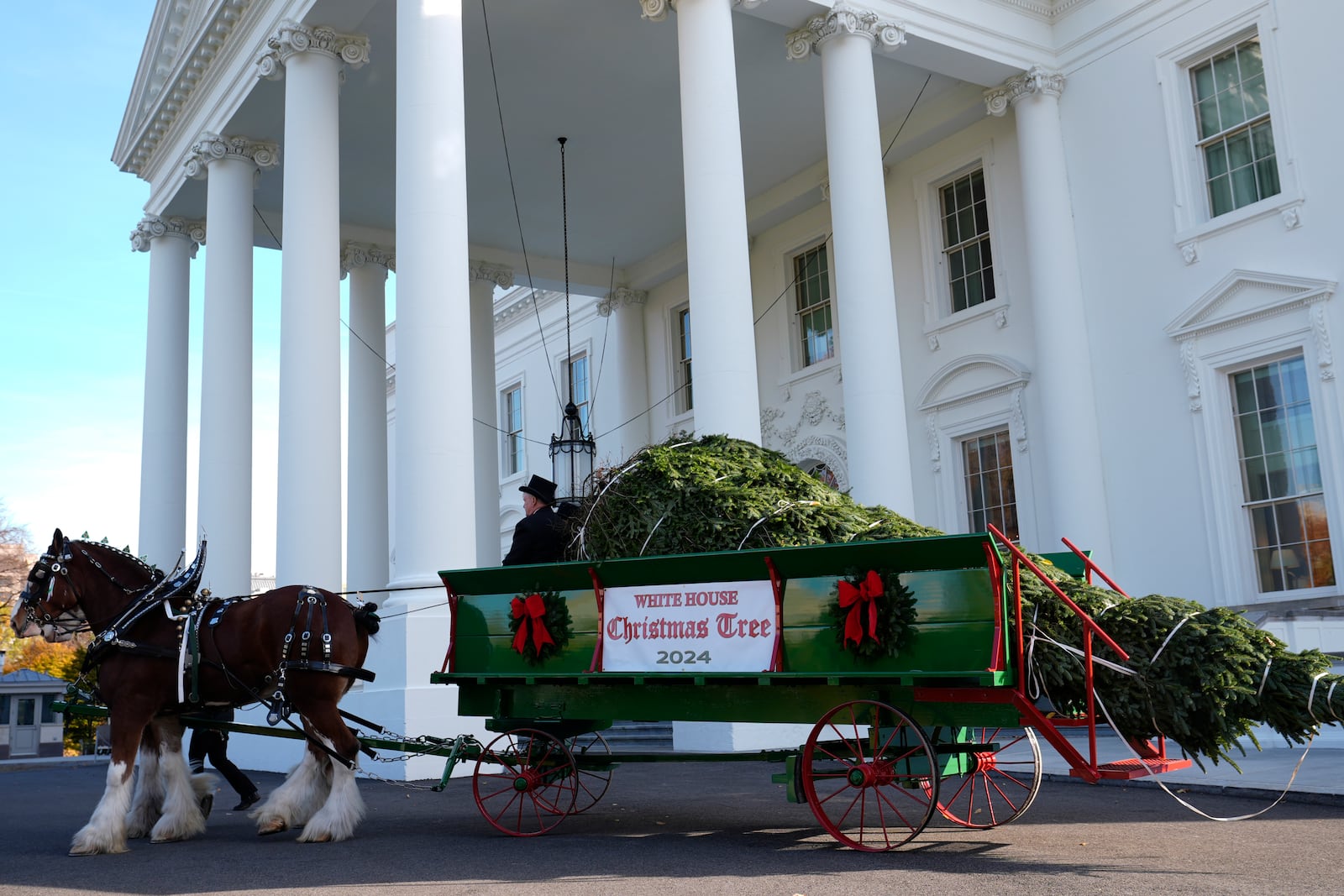 The official 2024 White House Christmas Tree arrives on the North Portico of the White House in Washington, Monday, Nov. 25, 2024. Cartner's Christmas Tree Farm from Newland, N.C., provided the Fraser fir that will be displayed in the Blue Room of the White House. (AP Photo/Susan Walsh)