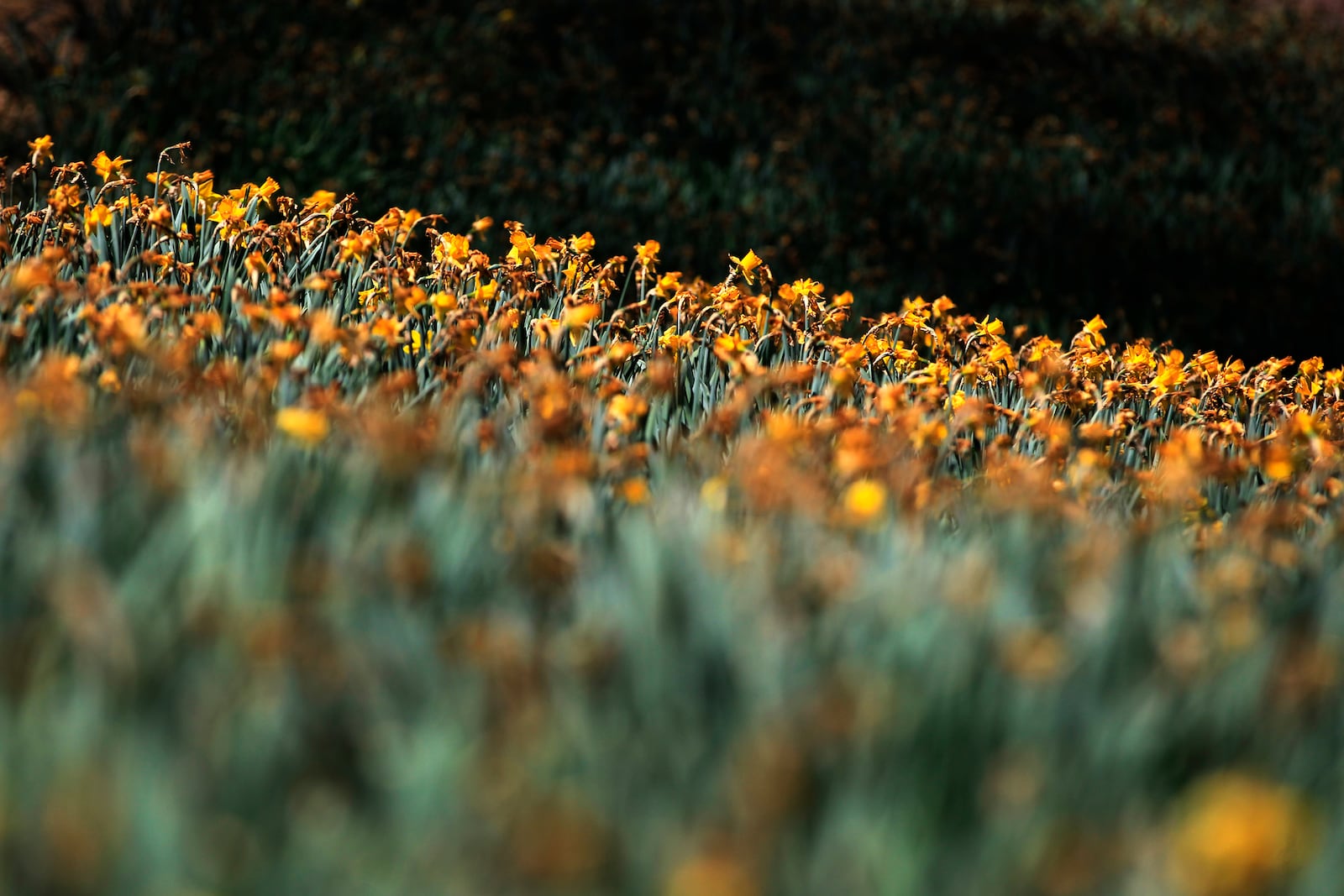 Each year the hillside at 1911 Ridgeway Rd. comes alive with thousands of bright yellow daffodils.John C. Gray and his wife, Mj, started planting them in 2006. Today there are 160,000 daffodils on display each spring.  LISA POWELL / STAFF