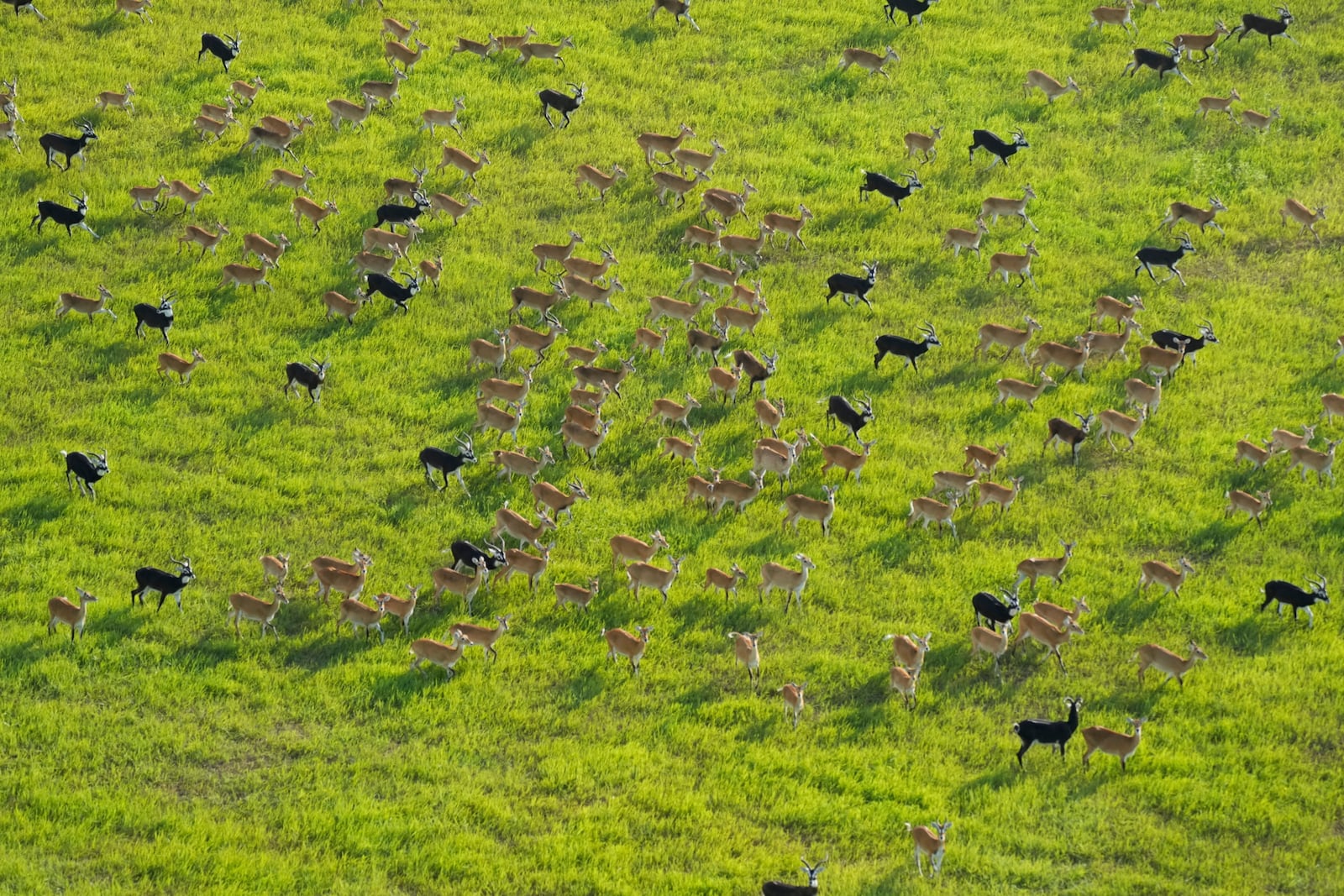 FILE - Antelope run as they migrate through national parks and surrounding areas in South Sudan, June 18, 2024. (AP Photo/Brian Inganga, File)