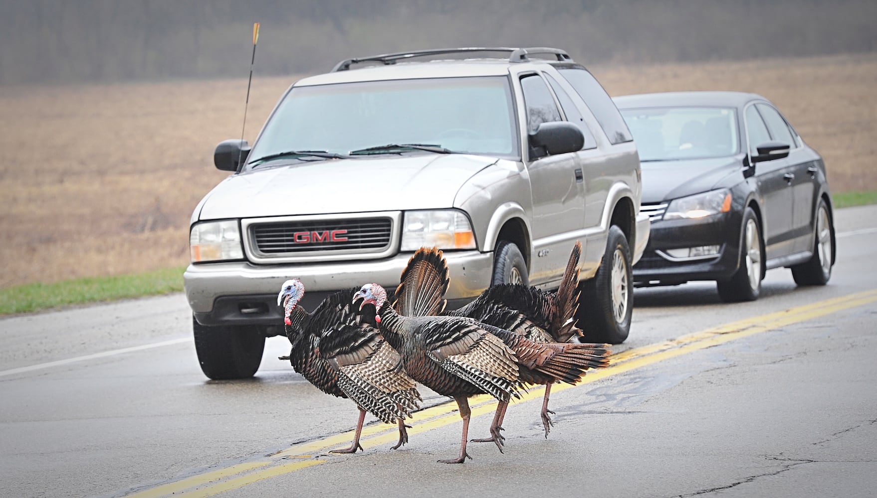 PHOTOS: Wild turkeys rule the road in Butler Twp.