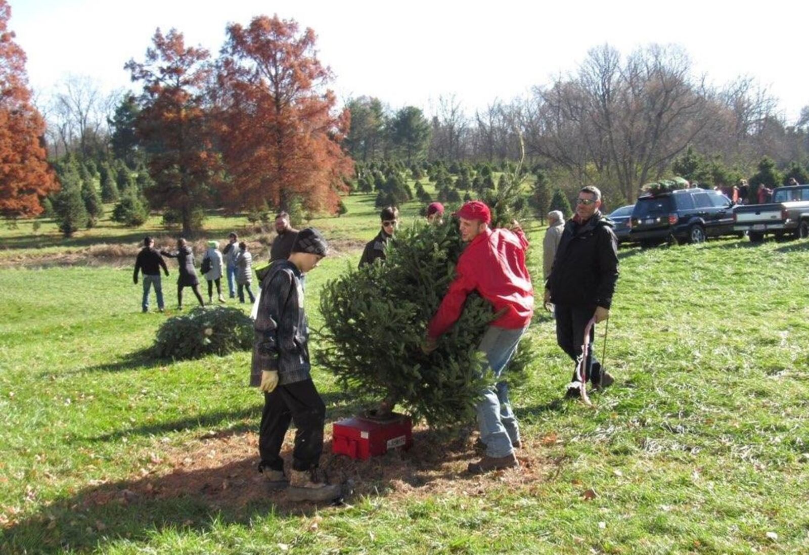 For more than half a century families have found their Christmas tree at Berninger Christmas Trees and Wreaths in Lebanon. CONTRIBUTED