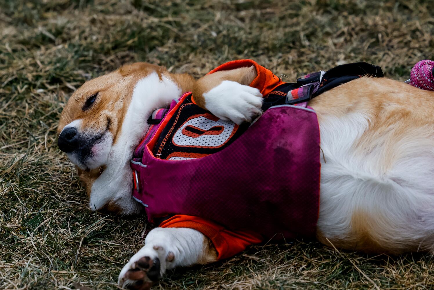 021622 Bengals Rally at Washington Park