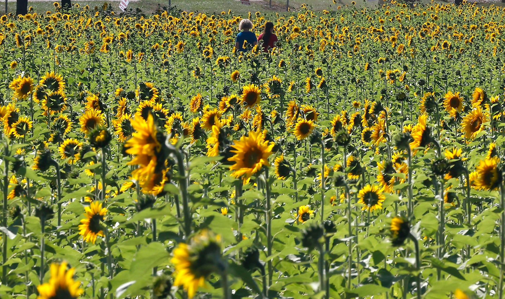 Sunflowers Field SNS