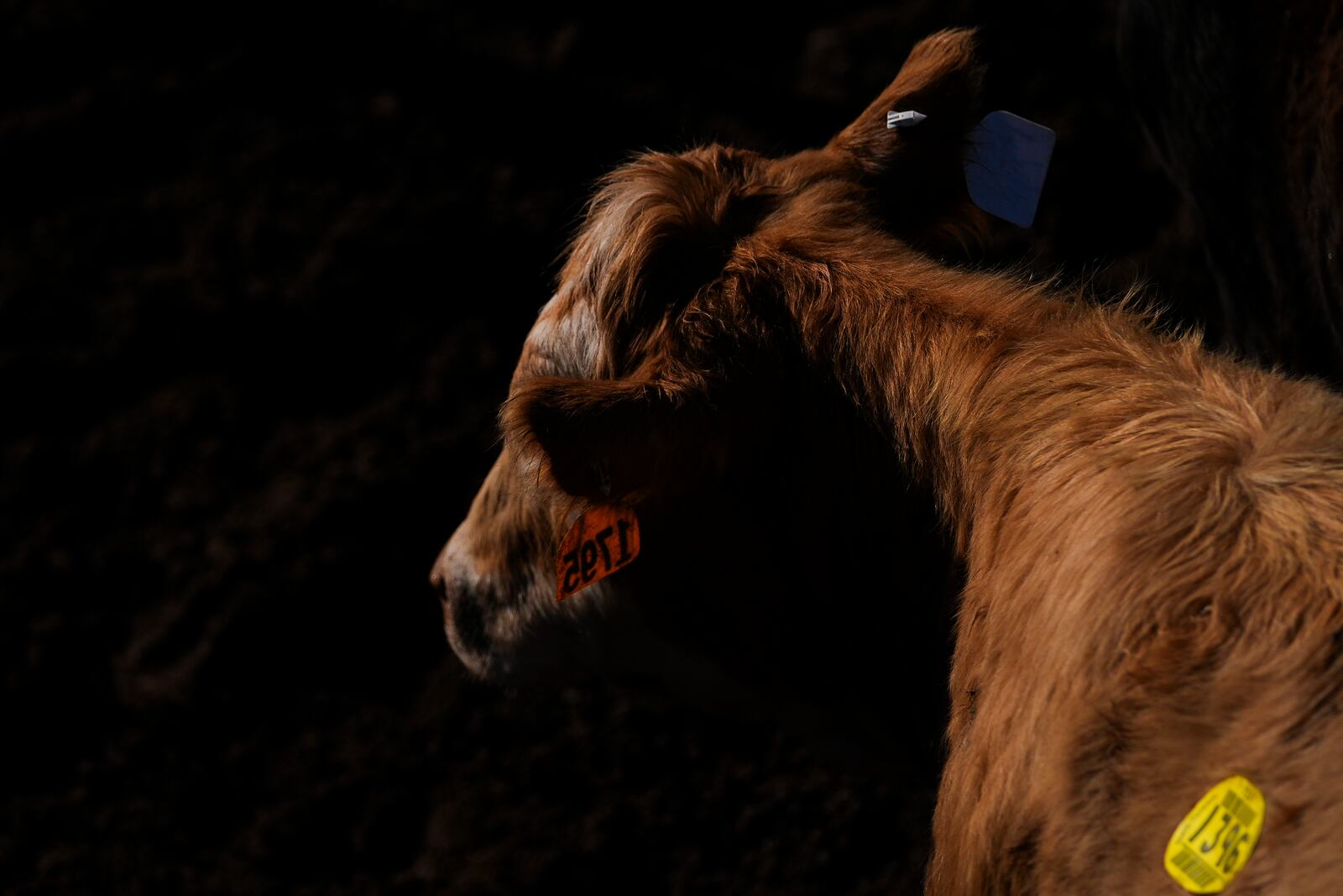 A cow is seen in a holding pen after it was auctioned at the Oklahoma National Stockyards Tuesday, Jan. 14, 2025, in Oklahoma City. (AP Photo/Julio Cortez)