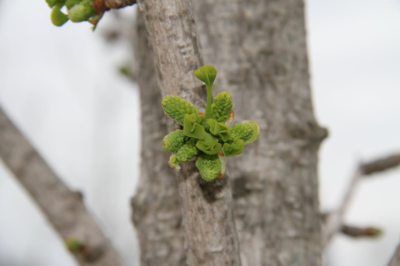 Male pollen cones and foliage emerging from one bud on gingko tree. CONTRIBUTED