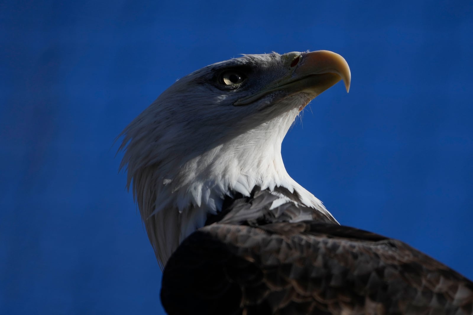 A bald eagle named Freedom perches on a branch at the Turtle Back Zoo in West Orange, N.J., Wednesday, Jan. 15, 2025. (AP Photo/Seth Wenig)